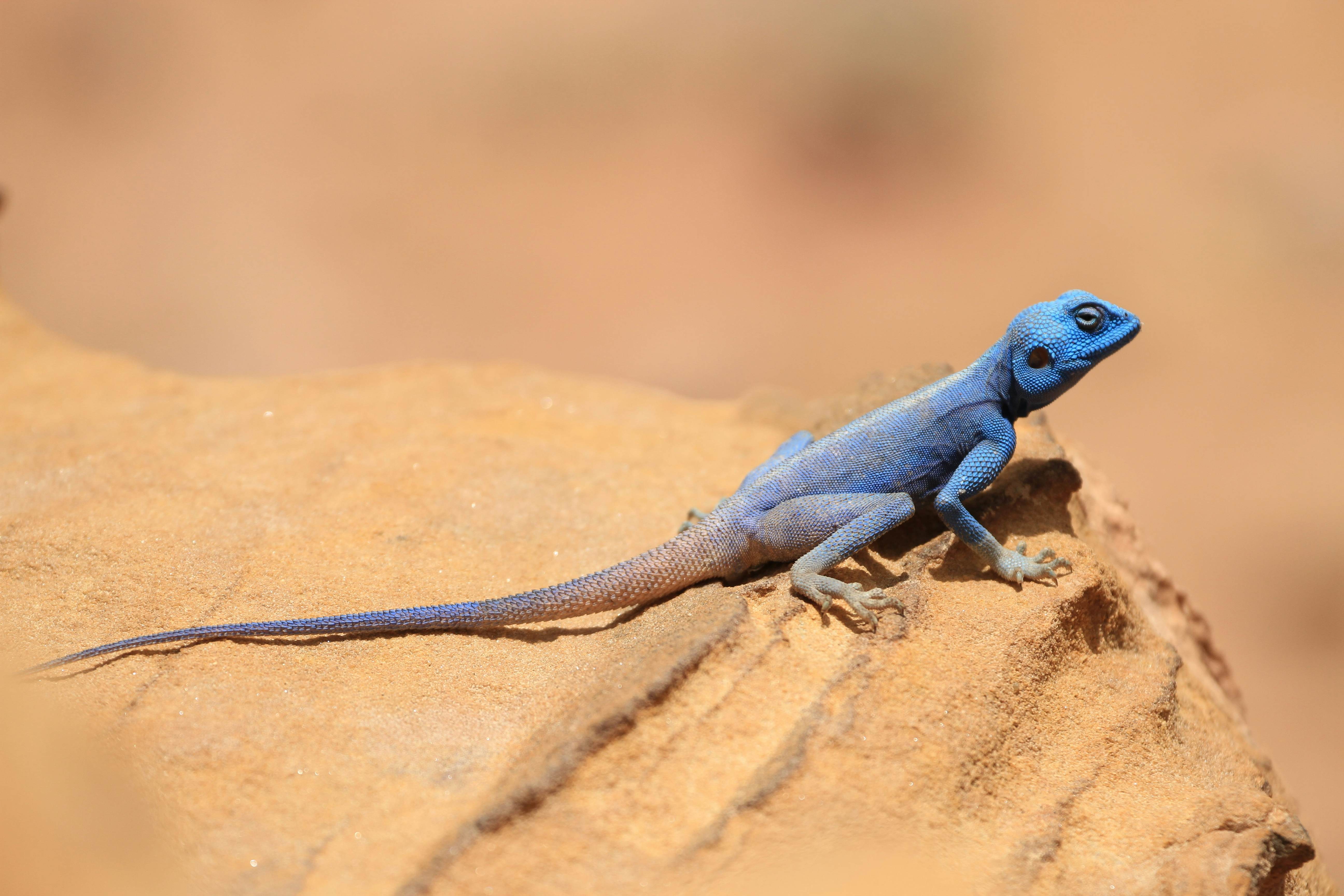 A blue sinai agama perched on a sandy rock