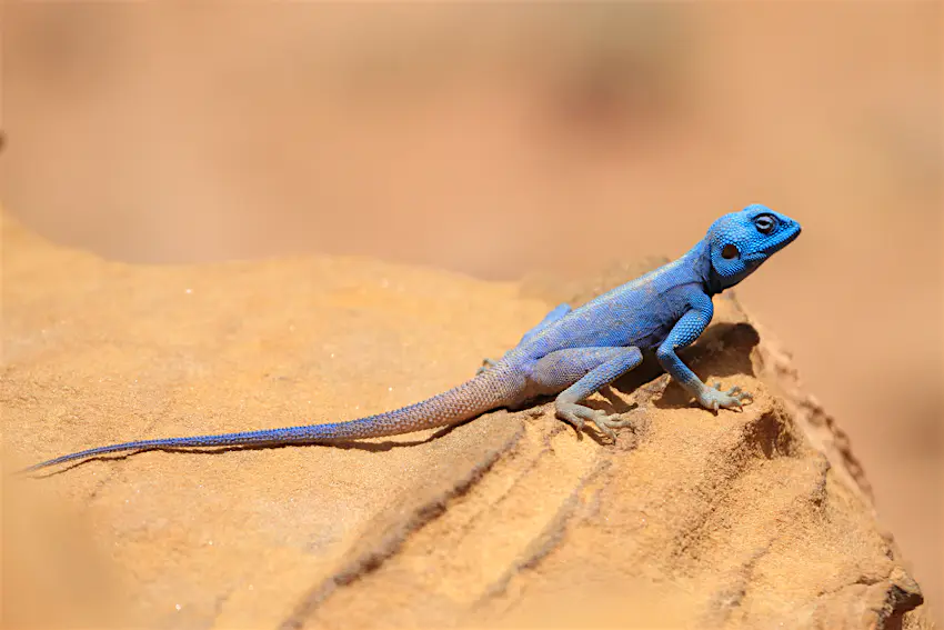 Sinai Agama.jpg A blue sinai agama perched on a sandy rock