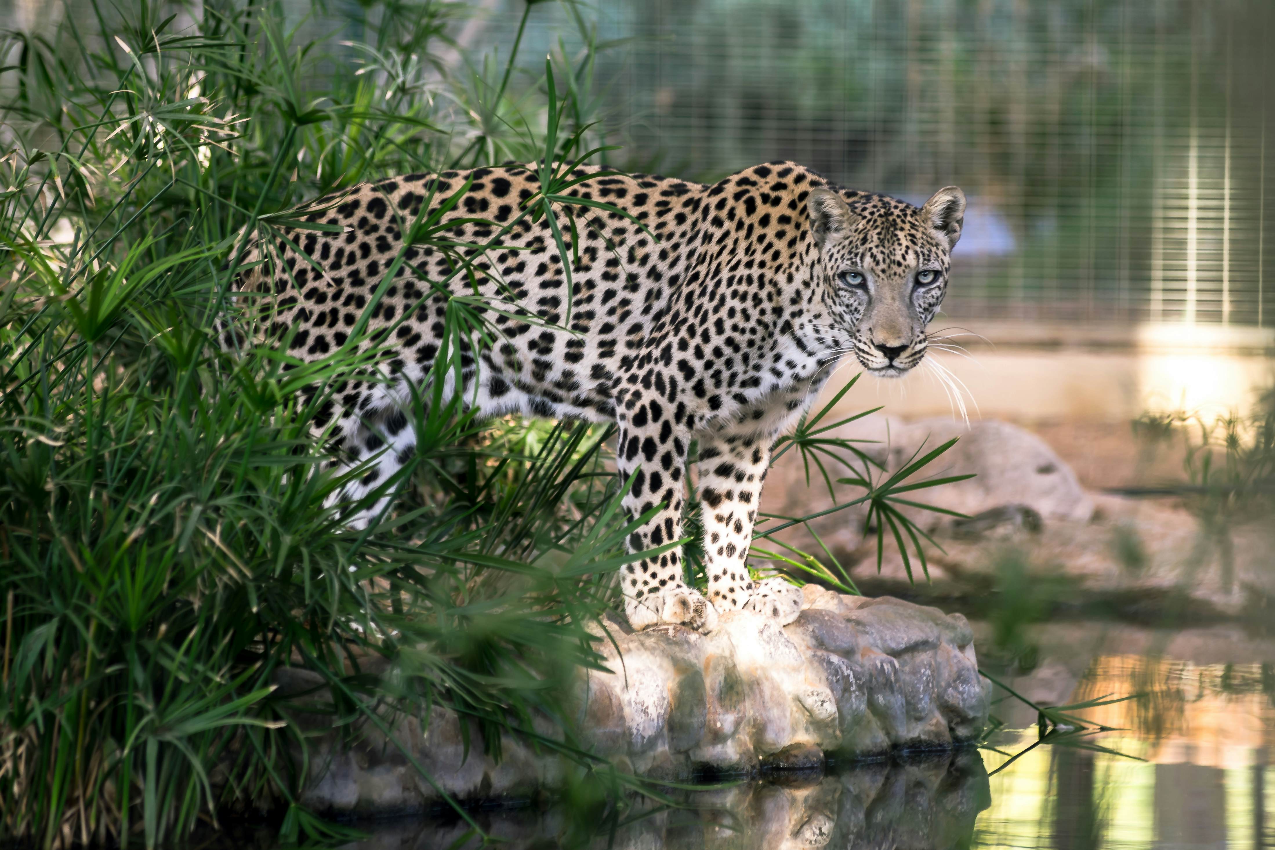 An arabian leopard staring at into the camera lens from a rock in its enclosure