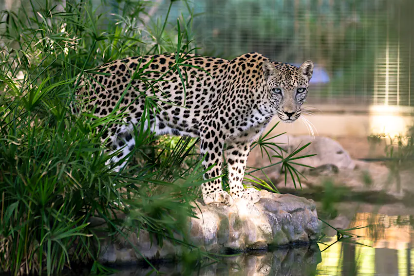 Arabian Leopard An arabian leopard staring at into the camera lens from a rock in its enclosure