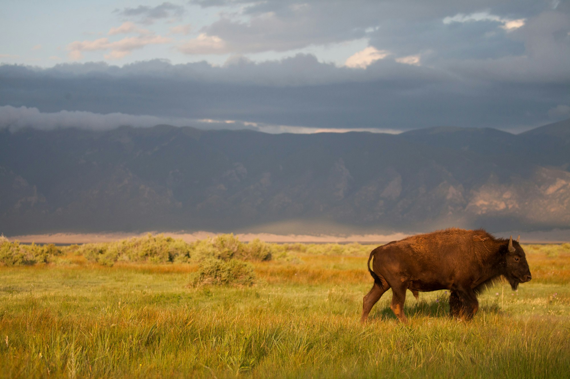 A bison grazes in front of a mountain range at sunset on the Zapata Ranch in Colorado