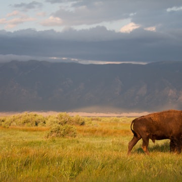 7.29.18-isabel_butler_bison_medano_sunset-10.jpg