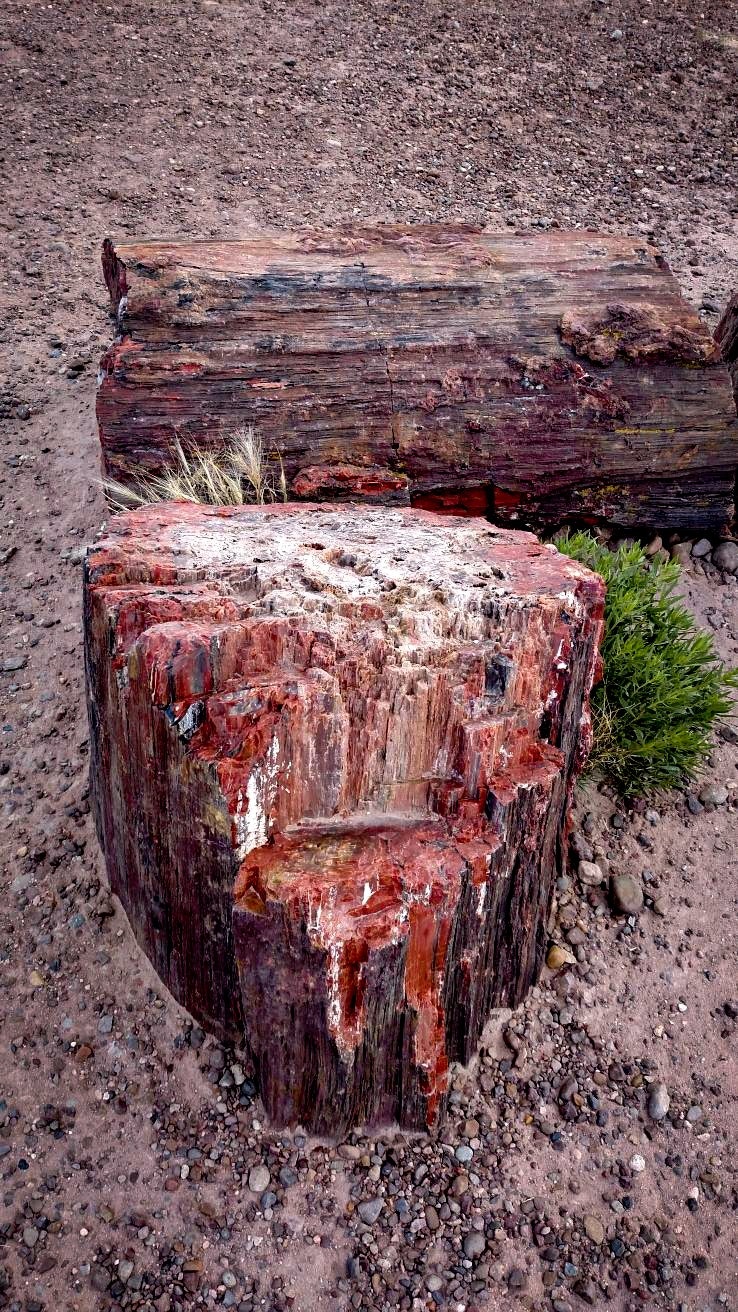 A close-up of petrified wood at Petrified Forest National Park. The wood is a reddish-brown color, and it sits in dry, stony soil, with a small, bright green bush beside it.