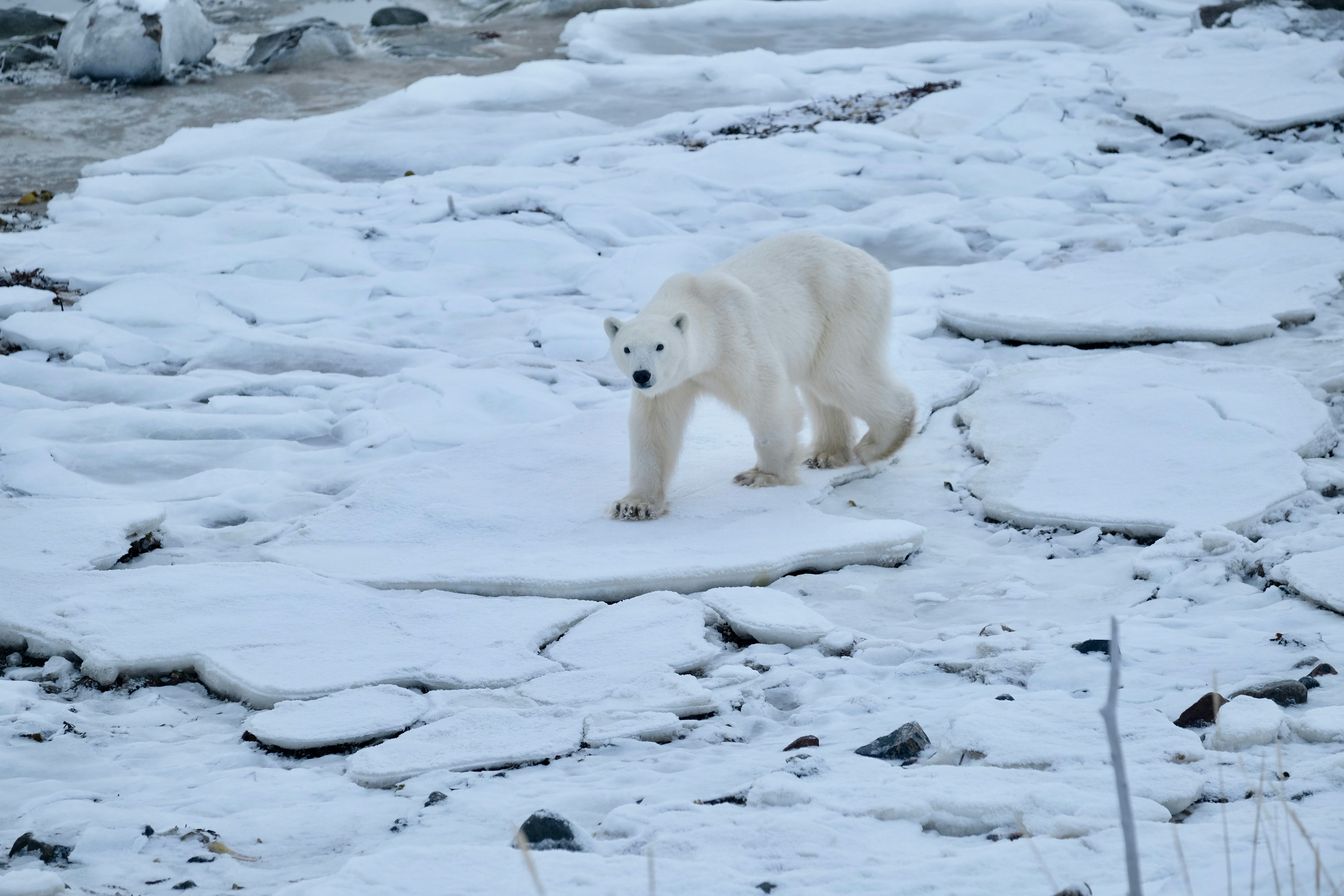 A polar bear lumbers across an icy, snowy landscape