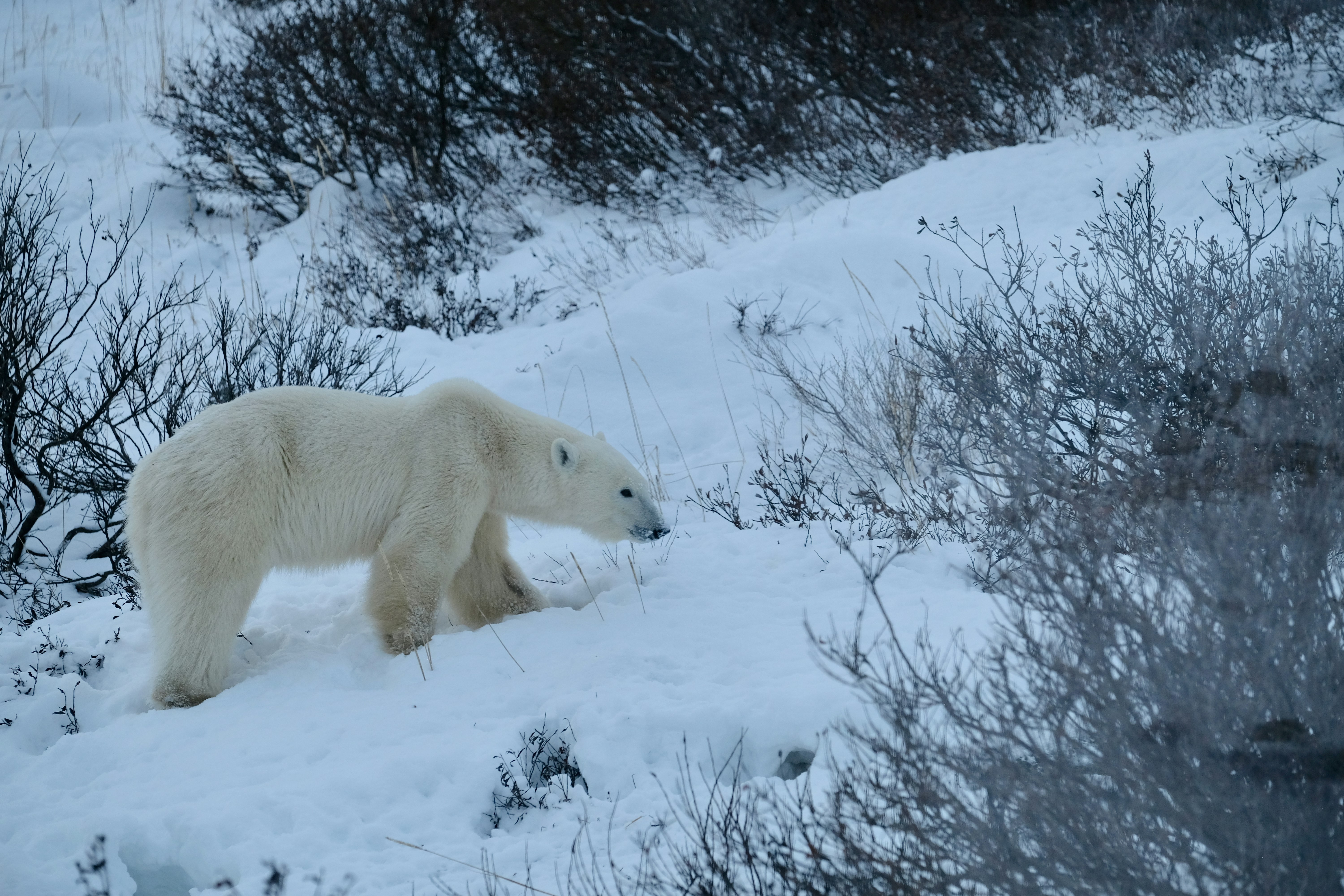 A polar bear appears the sniff the snowy ground as it makes its way slowly uphill through a landscape of low scrub and uneven snow