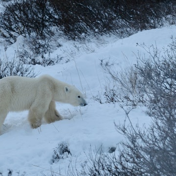 A polar bear approaches Seal River Heritage Lodge (taken through the window).jpg