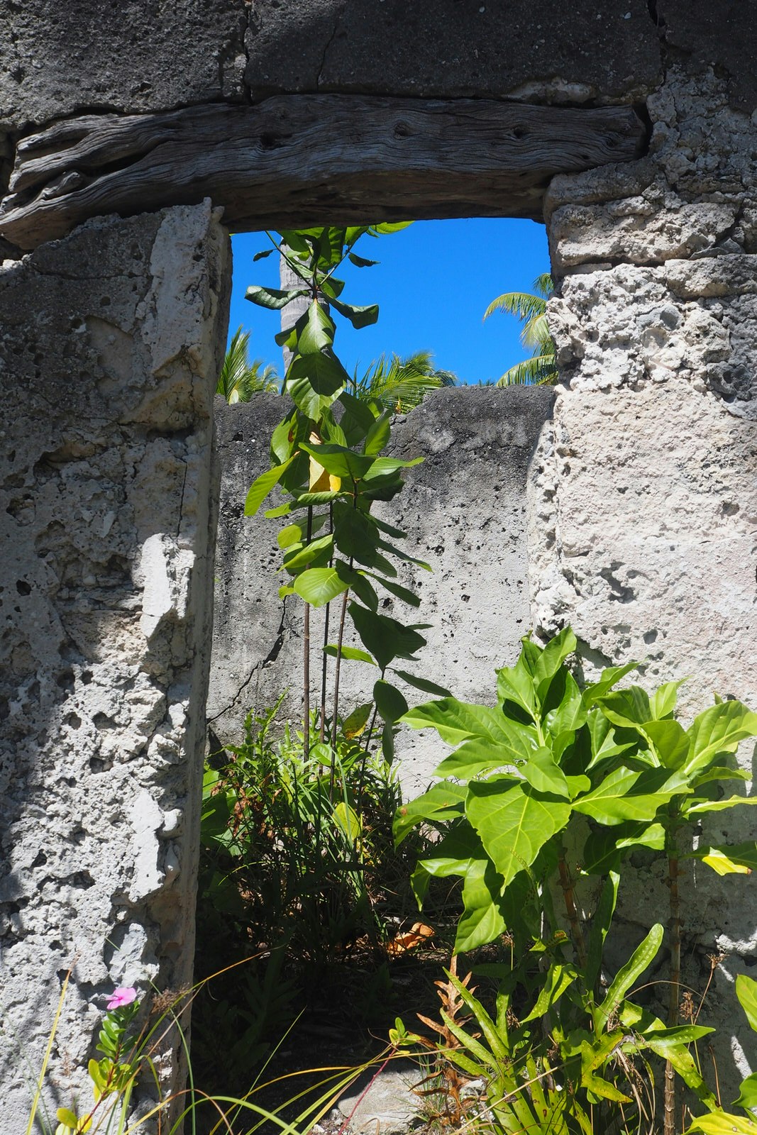 The window of an old abandoned building on Anaa, where tropical plants have started to grow in and around the buildings. 