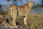 African cheetah.jpg