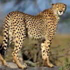 African cheetah.jpg