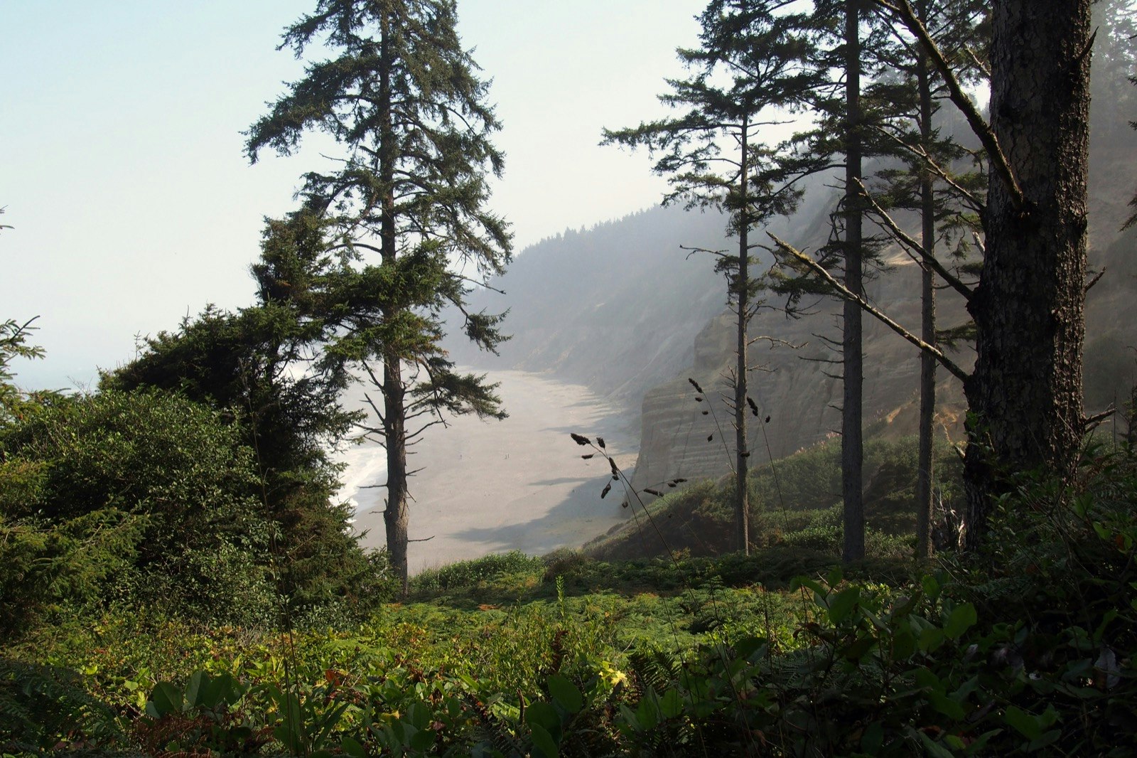 A misty beach is seen far below the edge of an outcrop in a forest; best of Humboldt County California