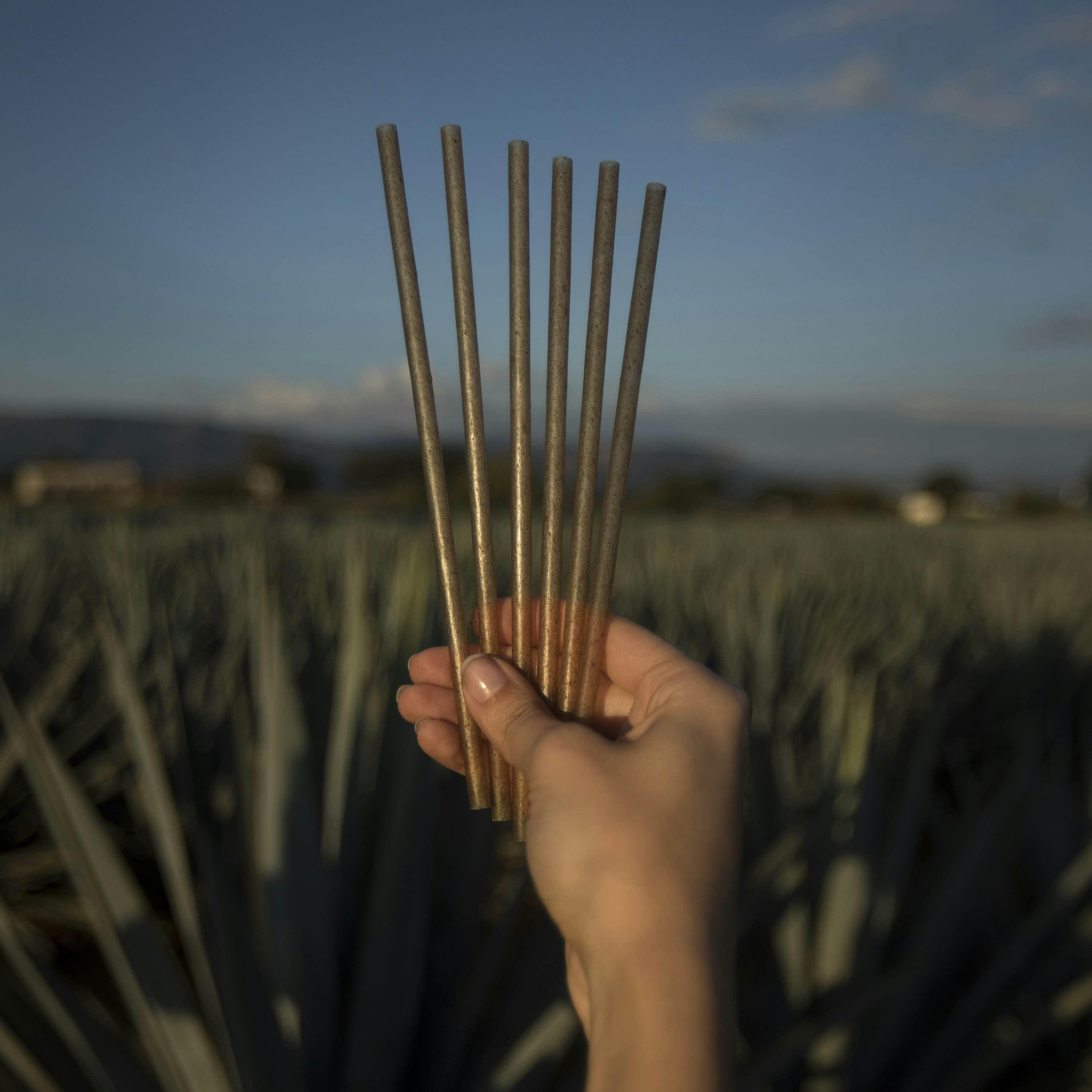 Spotlight on Sustainability: Agave Straws