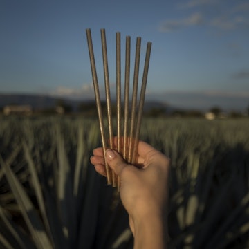Agave straws.jpg