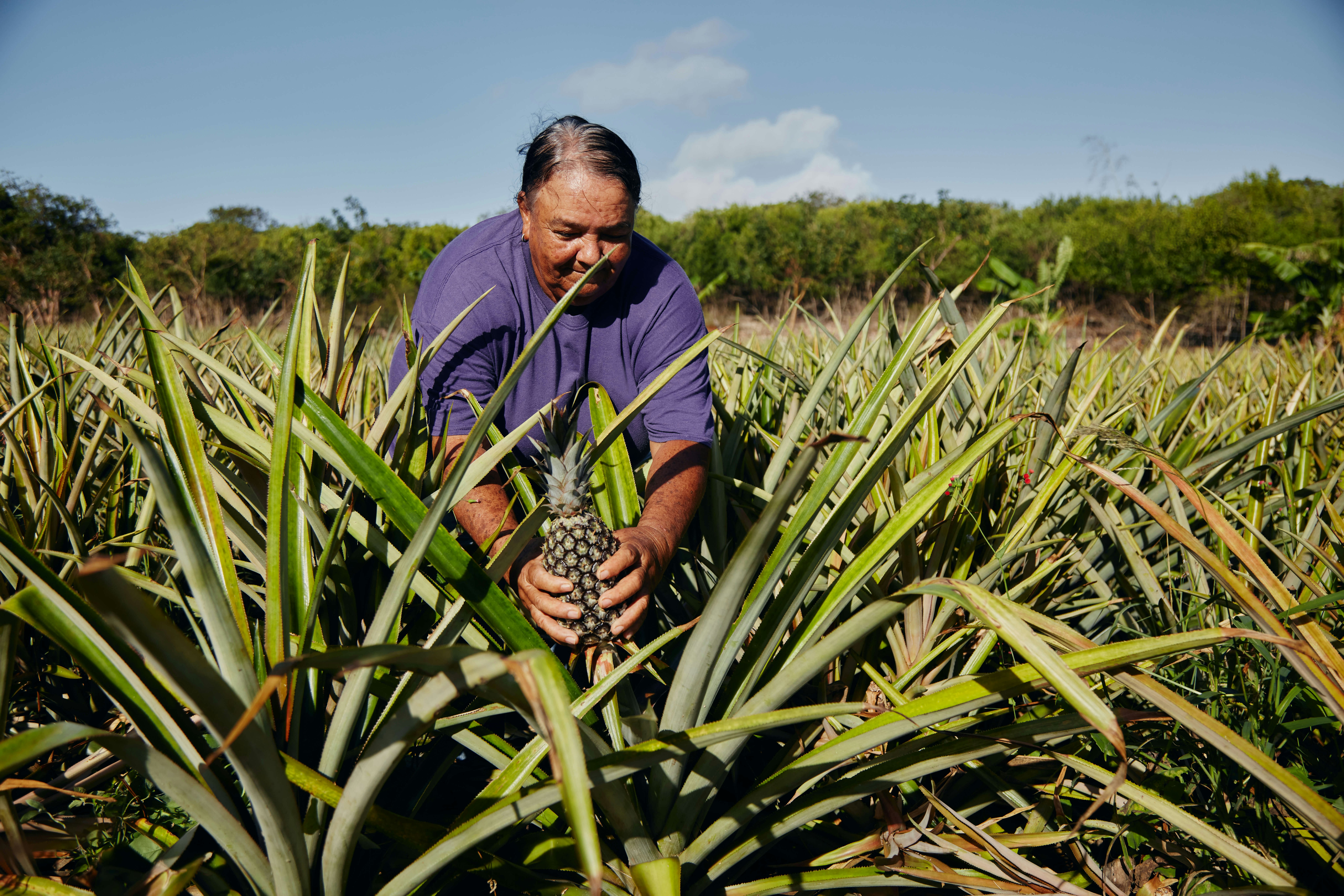 A person in a field picking a pineapple 