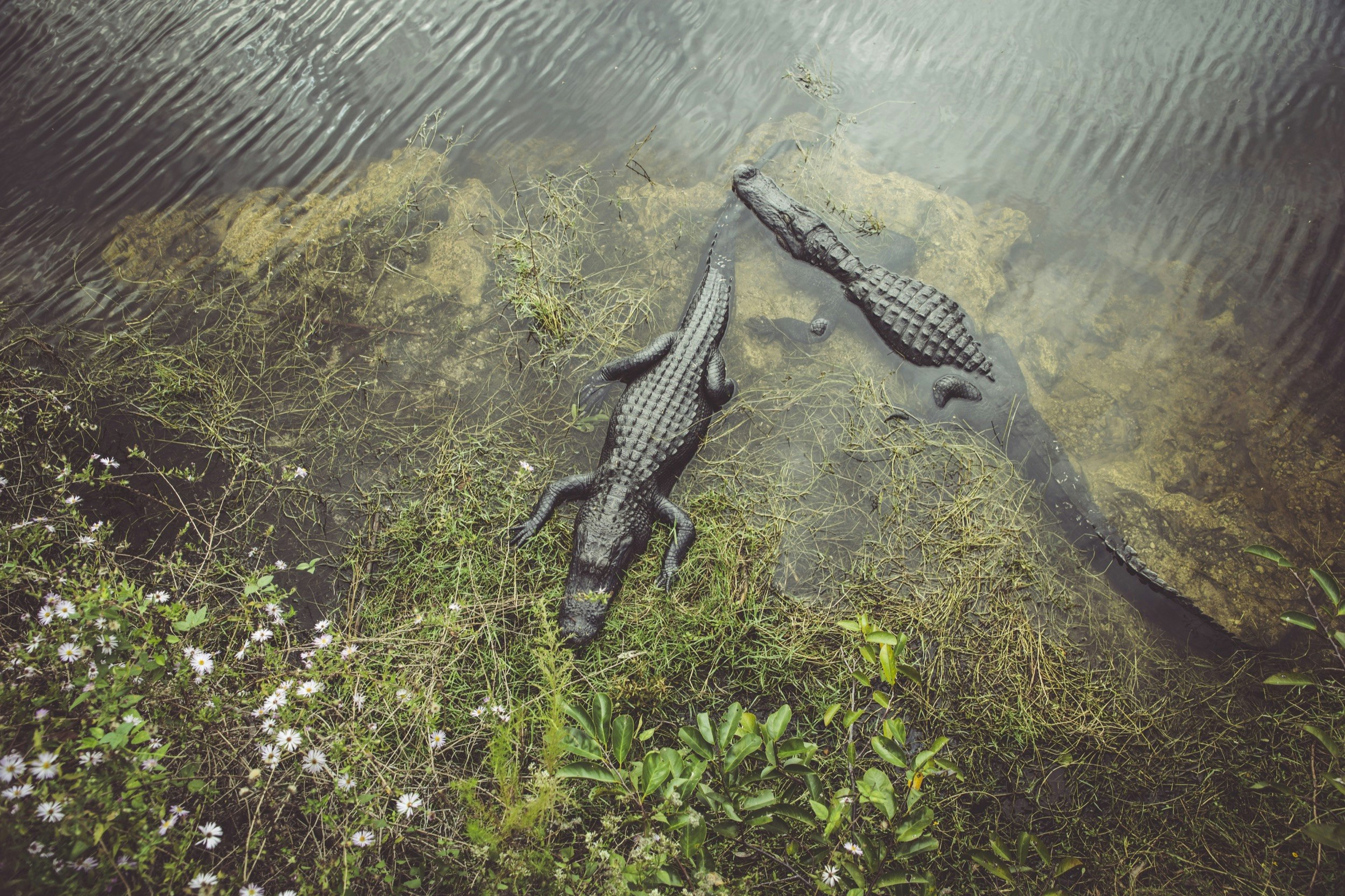 Looking down on two alligators floating in some marshy water in Florida
