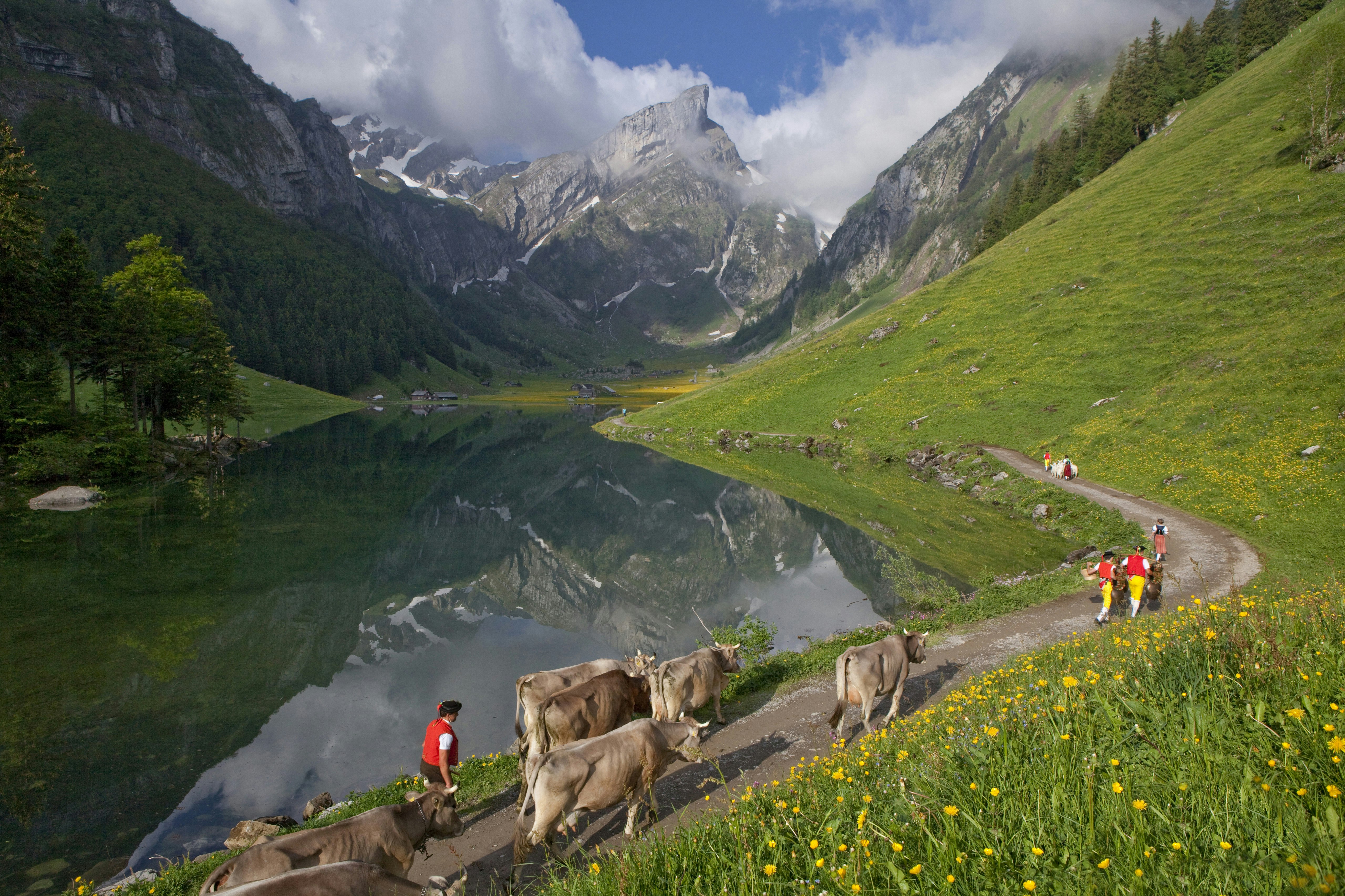 Alpkoherdare som tar hem korna längs slingrande stigar genom vackra alpina ängar med taggiga stentoppar som sticker upp i bakgrunden från det gröna gräset