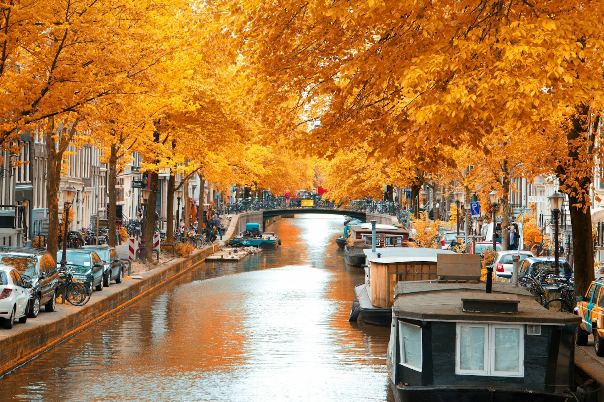 An Amsterdam canal in Autumn. The still water is shrouded by ochre- and russet-leaved trees. House boats line the side of the canal and on the street there are many cars and bicycles. 