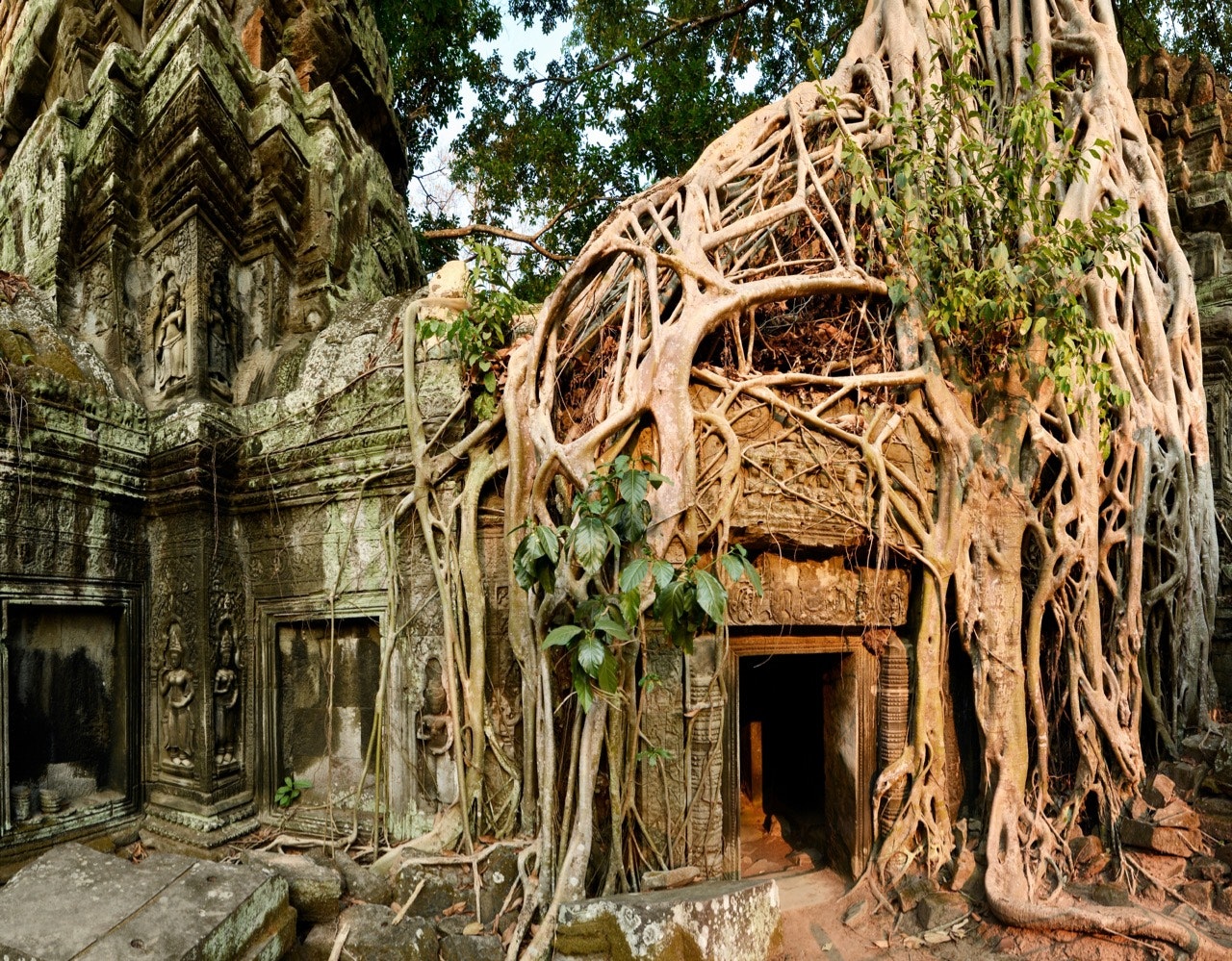 Tangle of roots (from a Tetrameles nudiflora) growing over the ruins of Ta Prohm Temple.