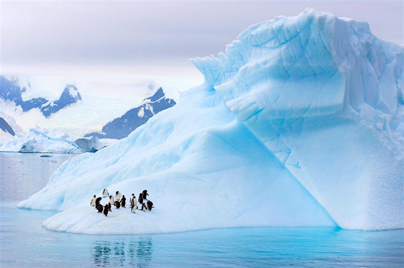 Gentoo Penguins and Chinstrap Penguins on an iceberg in Antarctica,