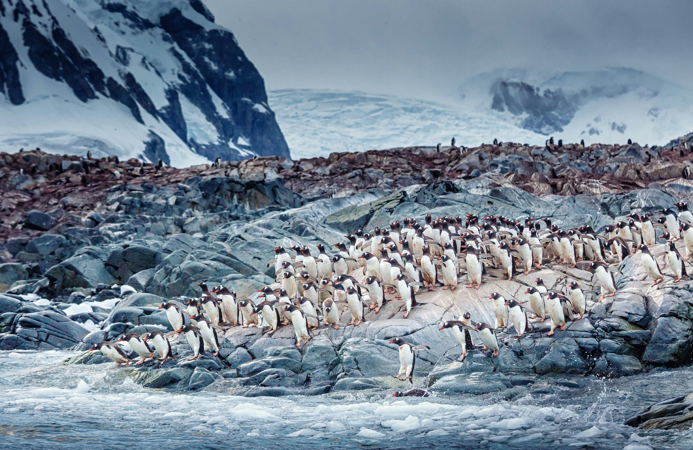 A flock of Gentoo Penguins on the rocks in Antarctica.