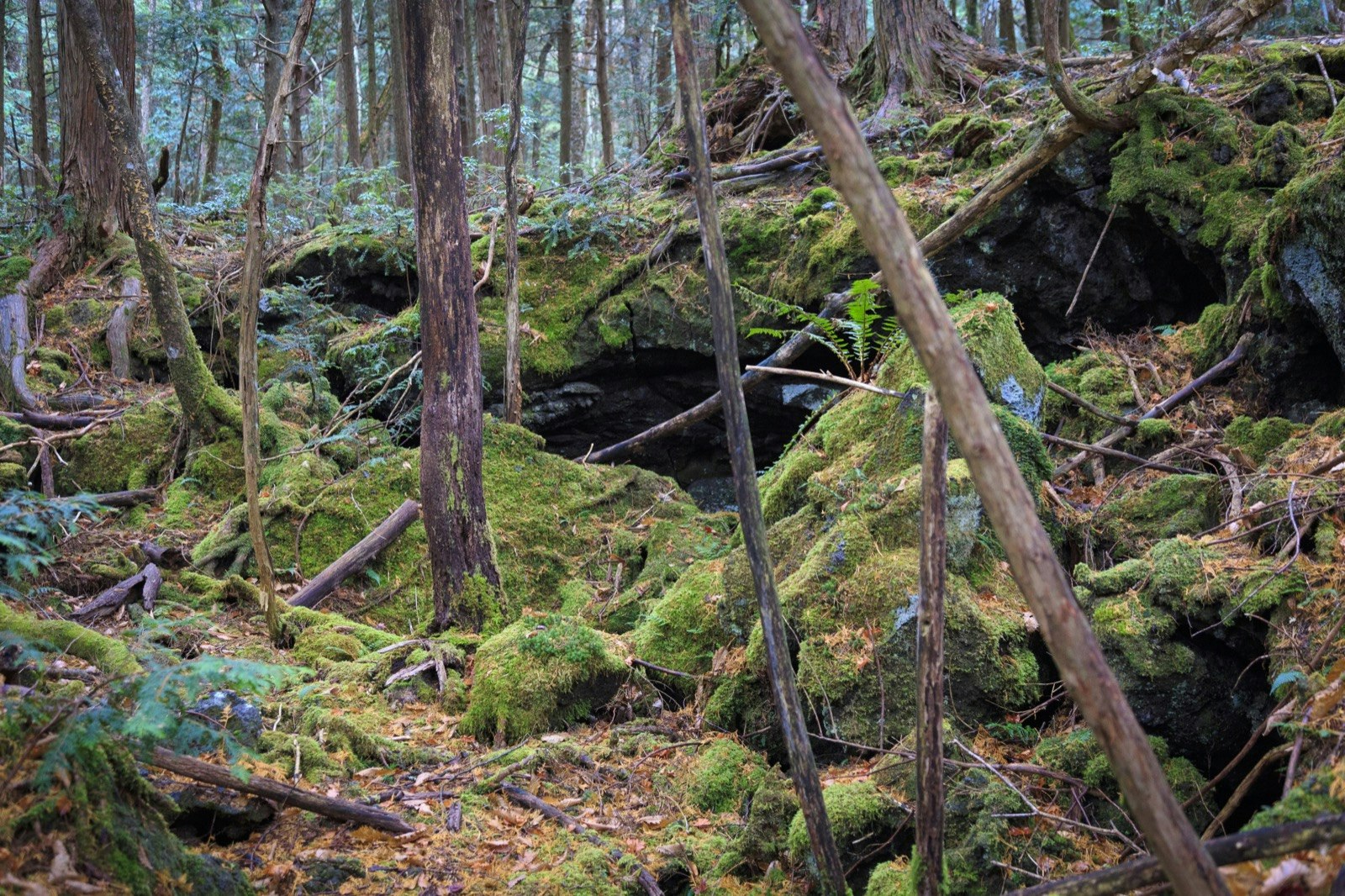 Green moss covers rocks among trees trunks in a thick forest; haunted places world