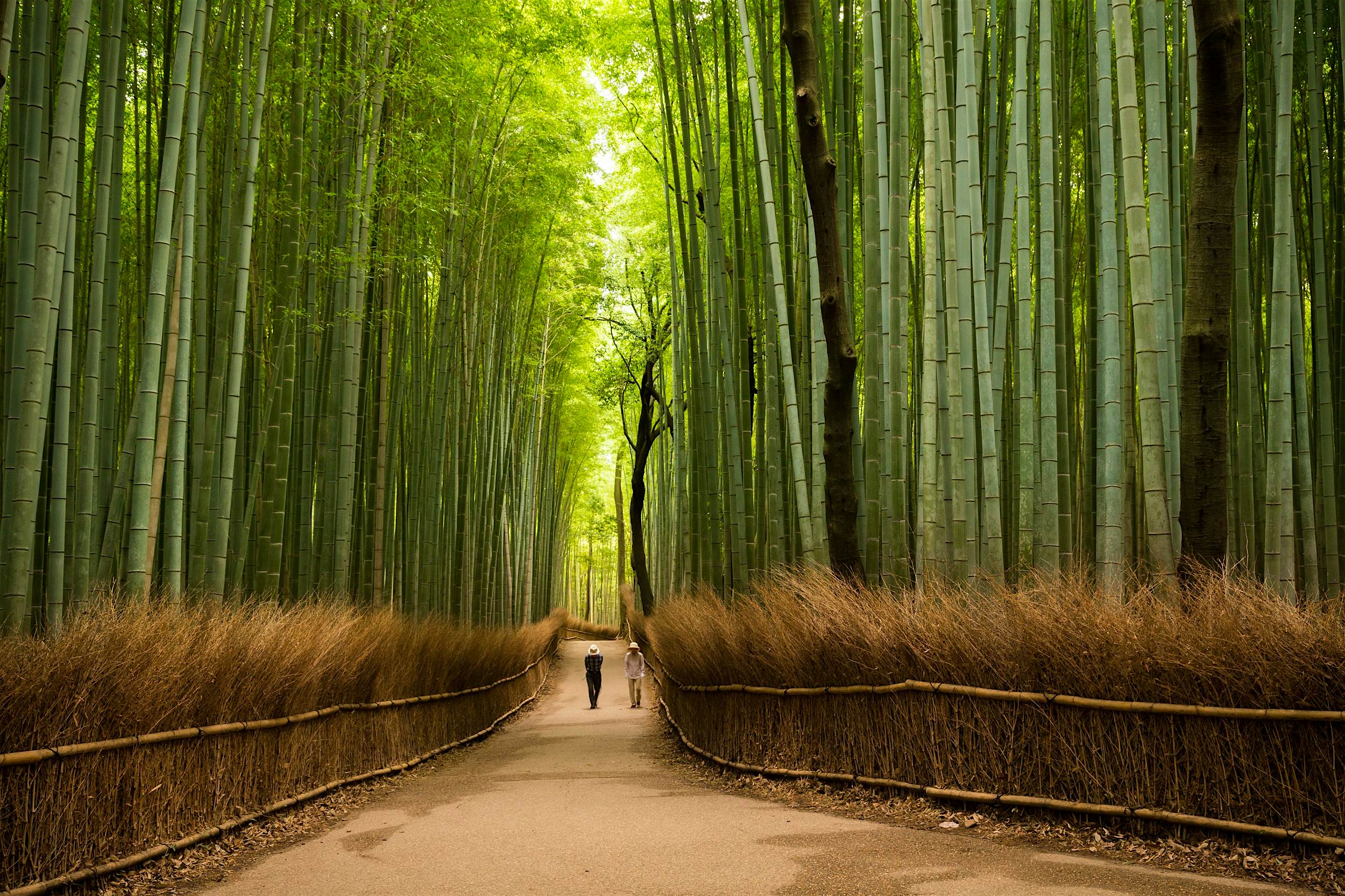 A narrow path, flanked on both sides by towering stands of bamboo, stretches into the distance.