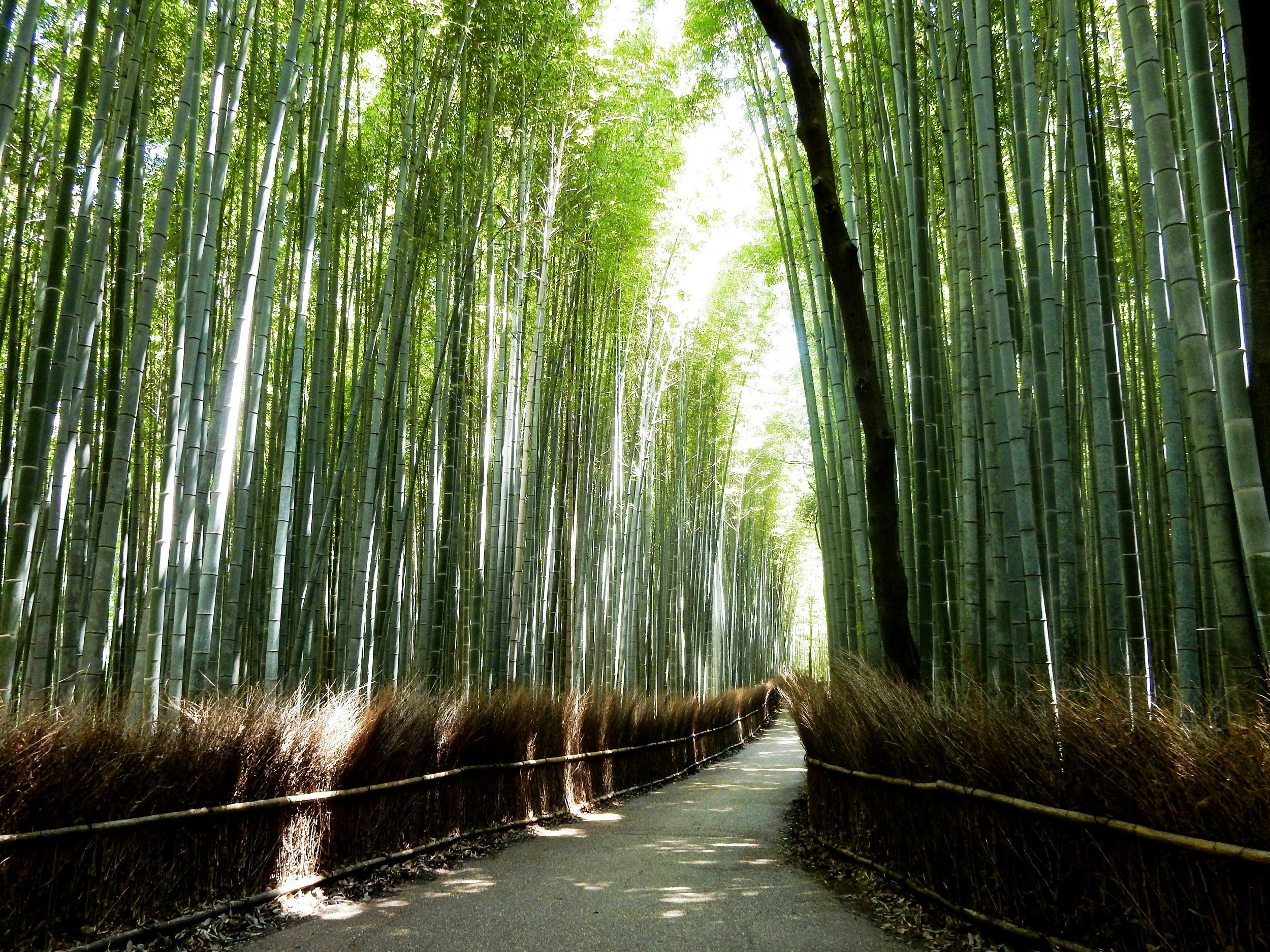 Stands of towering bamboo line a walking path.