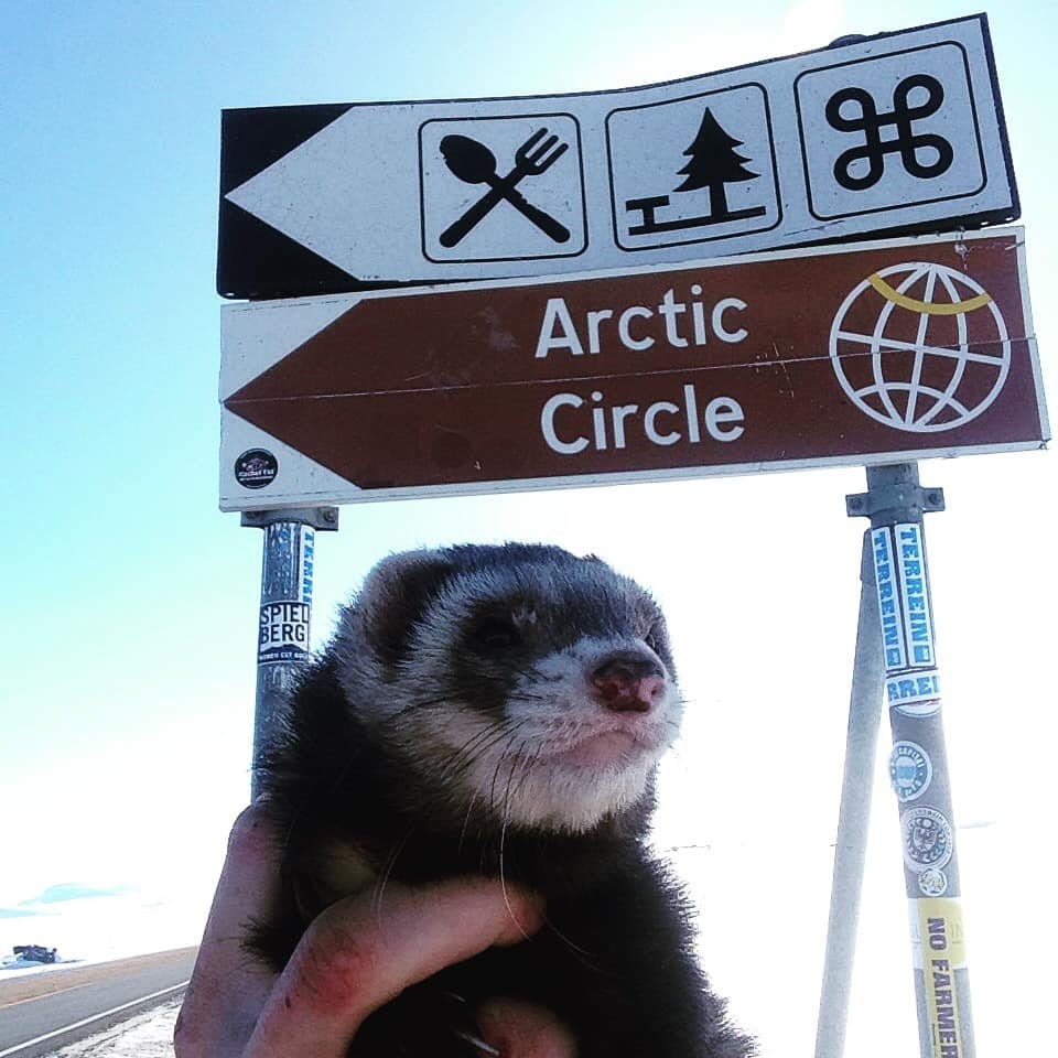 Arctic Circle ferret
