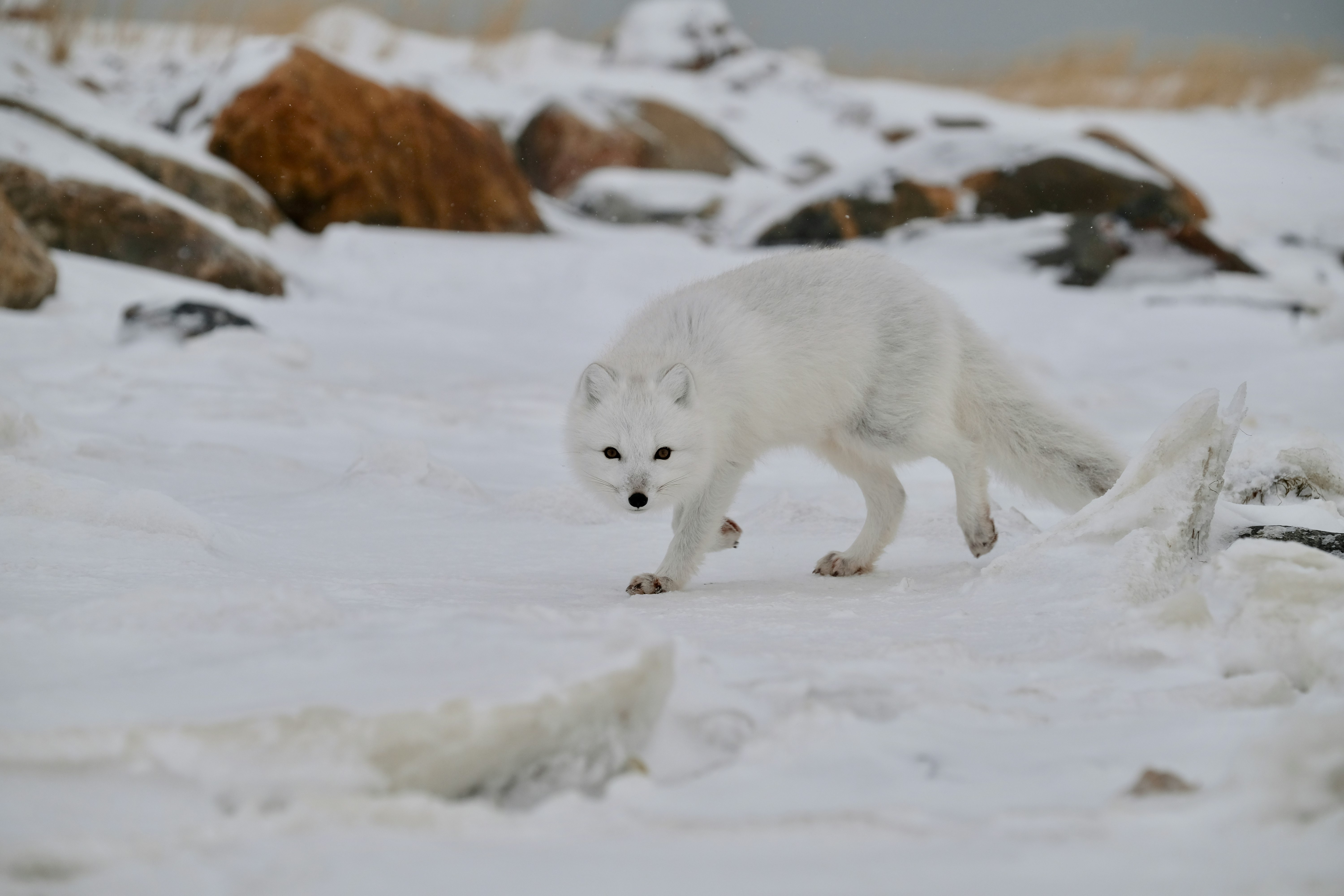 A white, fluffy Arctic fox arches its back and appears to stare towards the camera as it prowls across the icy ground