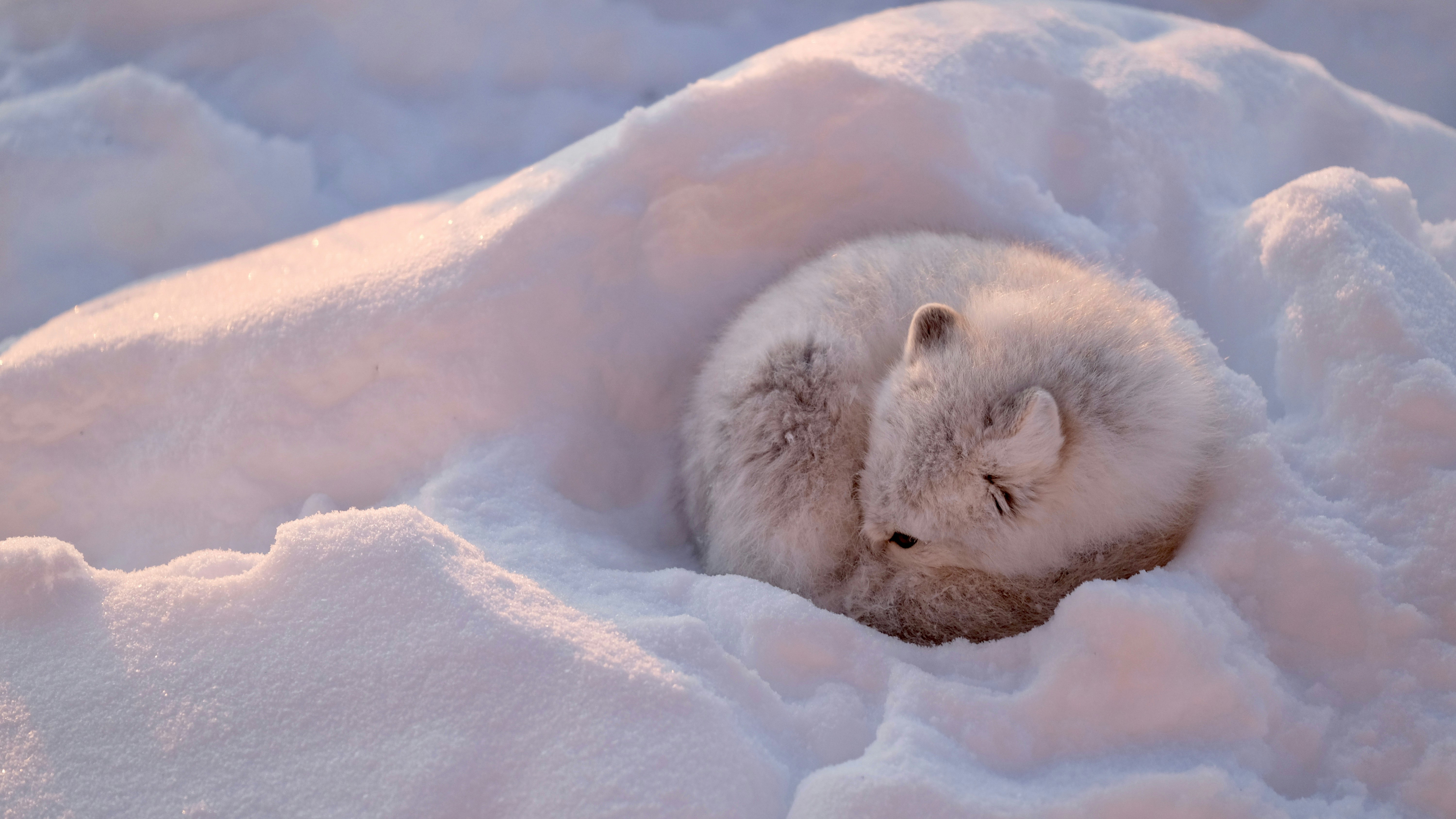 A fluffy white Arctic fox is curled up in a ball in a snow bank, one beady black eye visible as it wakes up