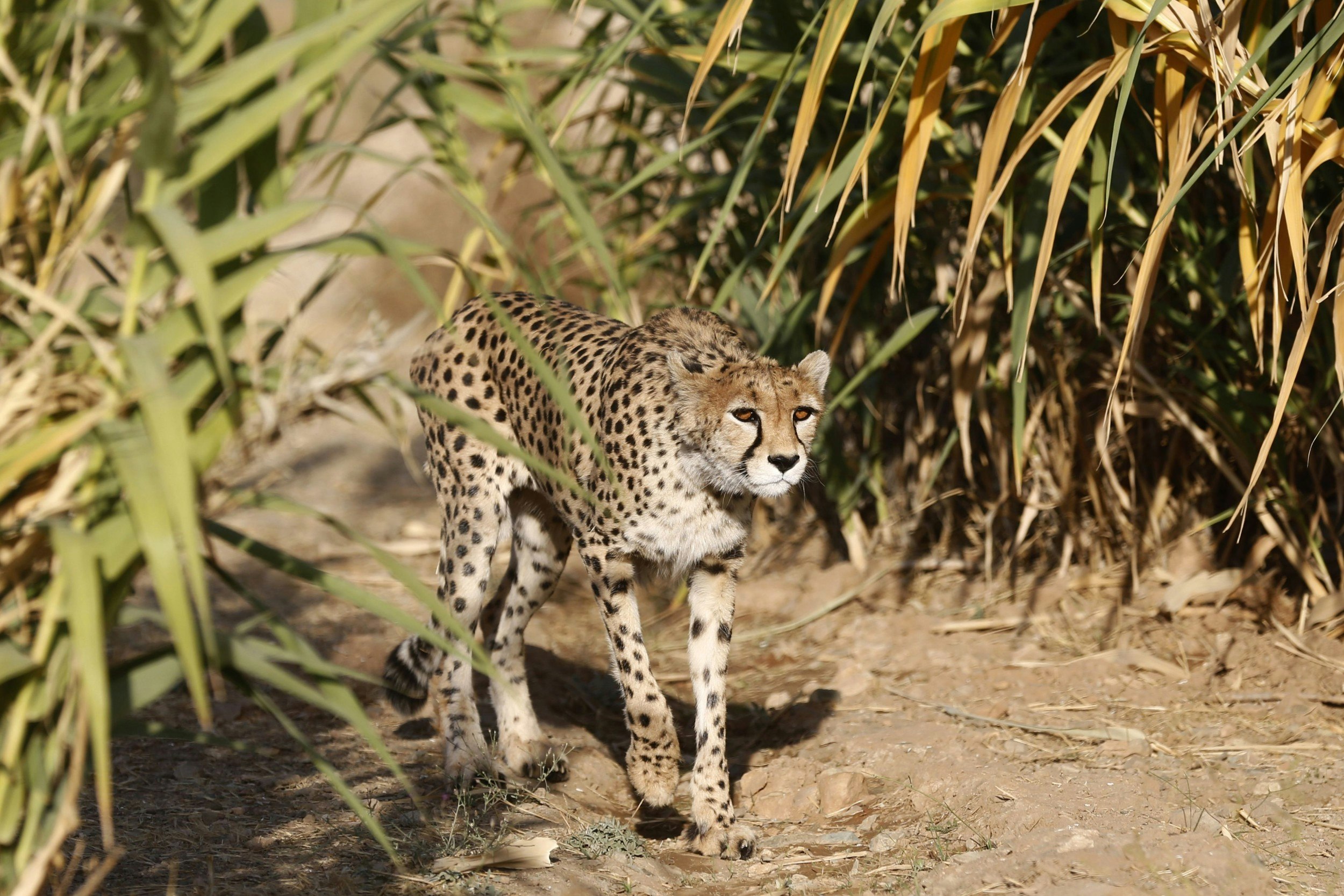 A female Asiatic Cheetah named 'Dalbar' walks in an enclosure at the Pardisan Park in Tehran 