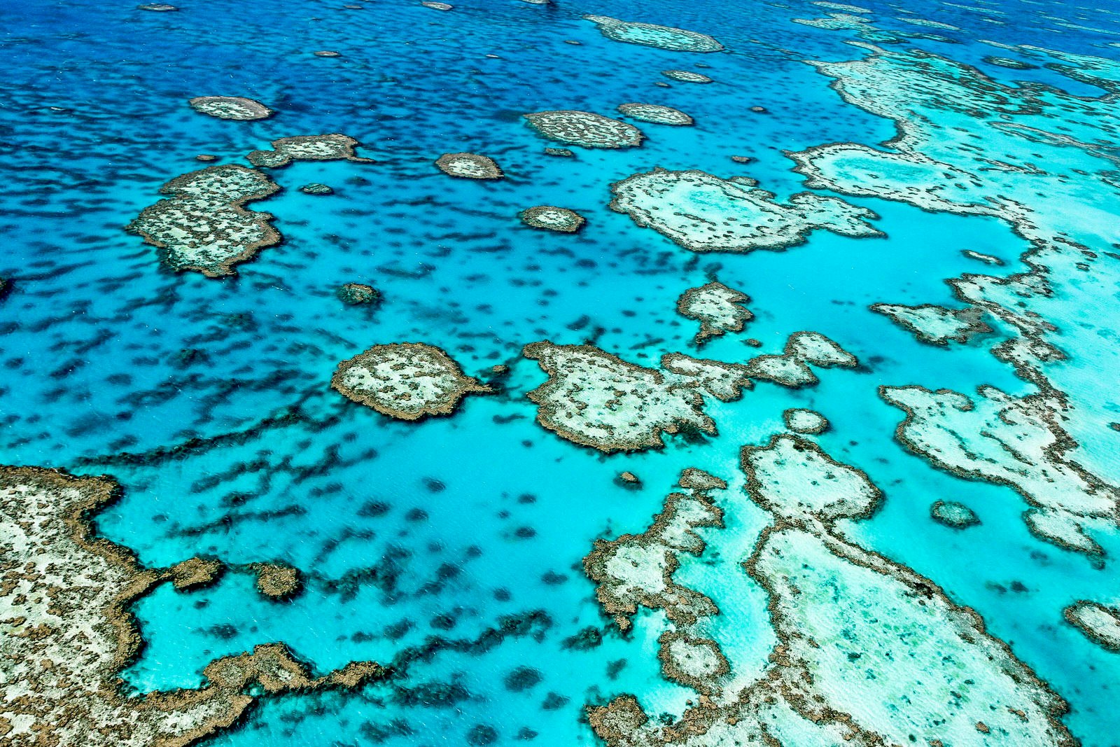 Aerial view of the coral formations of Australia's Great Barrier Reef, surrounded by clear blue water.