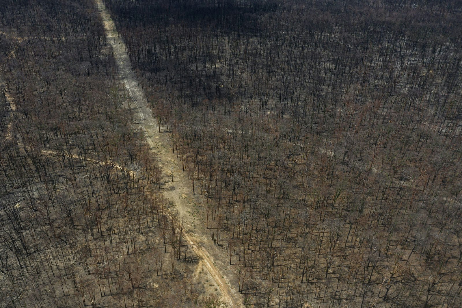 An area of forest devastated by bushfires in Australia