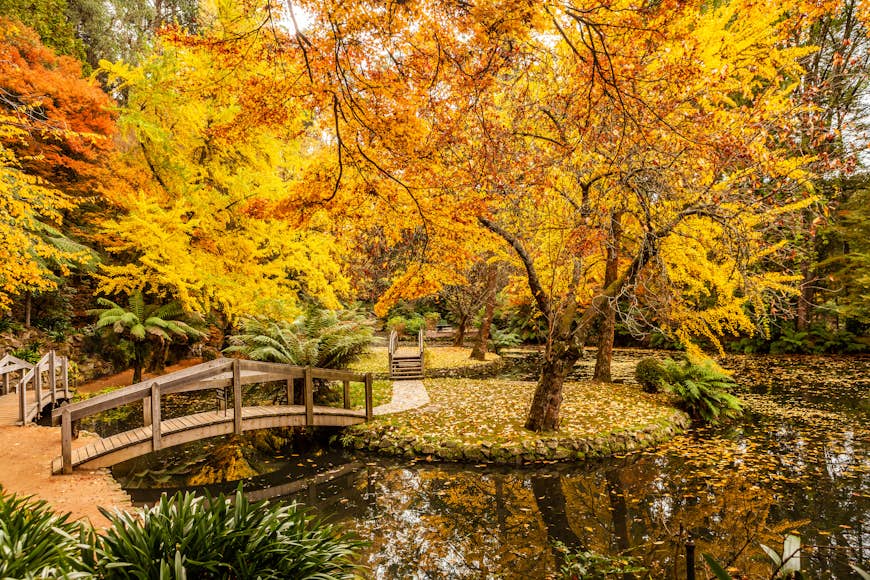 Bridges span islands in a small lake as brilliant yellow trees drop leaves all over the ground at Alfred Nicholas Memorial Gardens in Australia's Dandenong Ranges