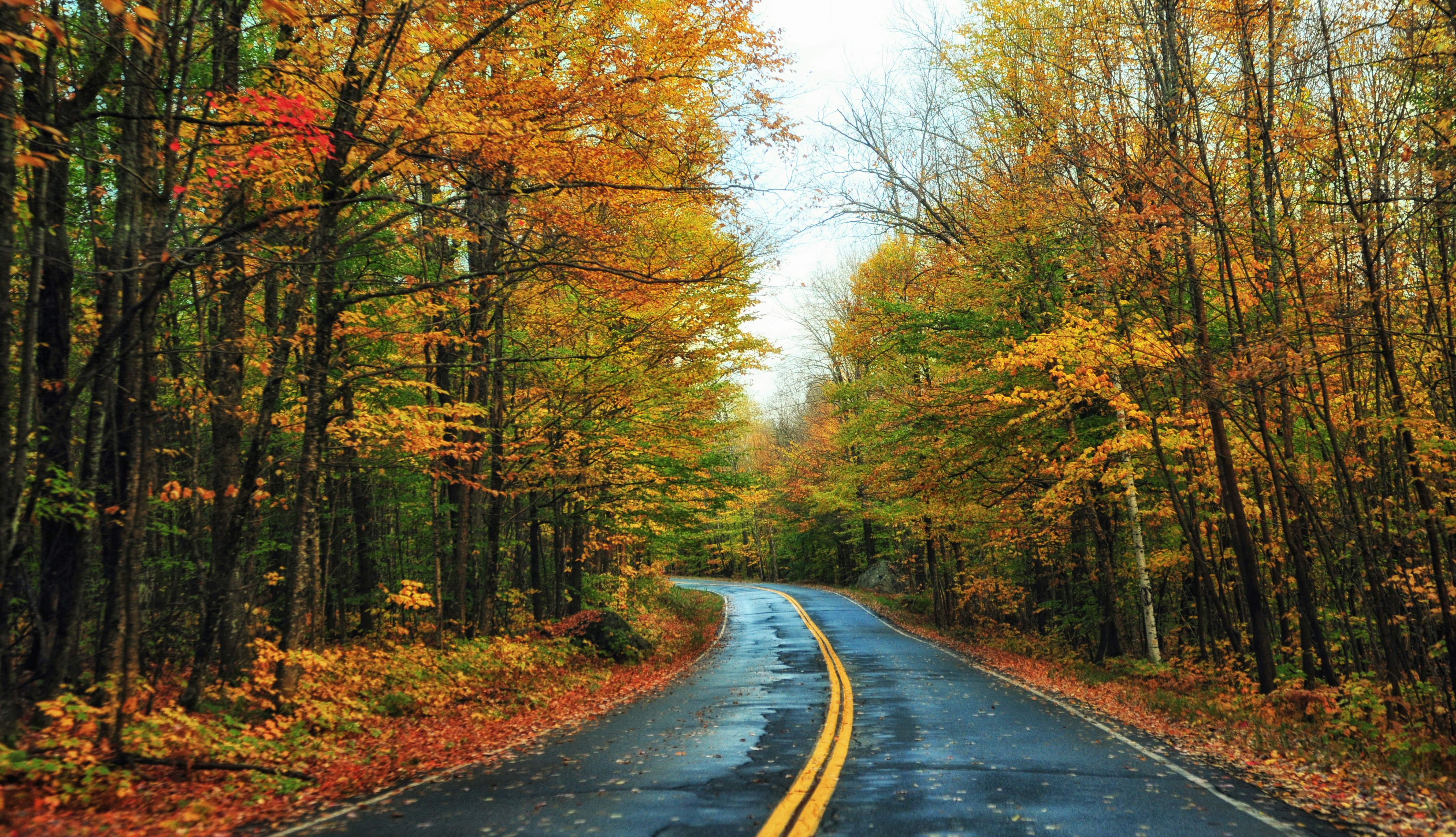 A road winds through trees in autumn