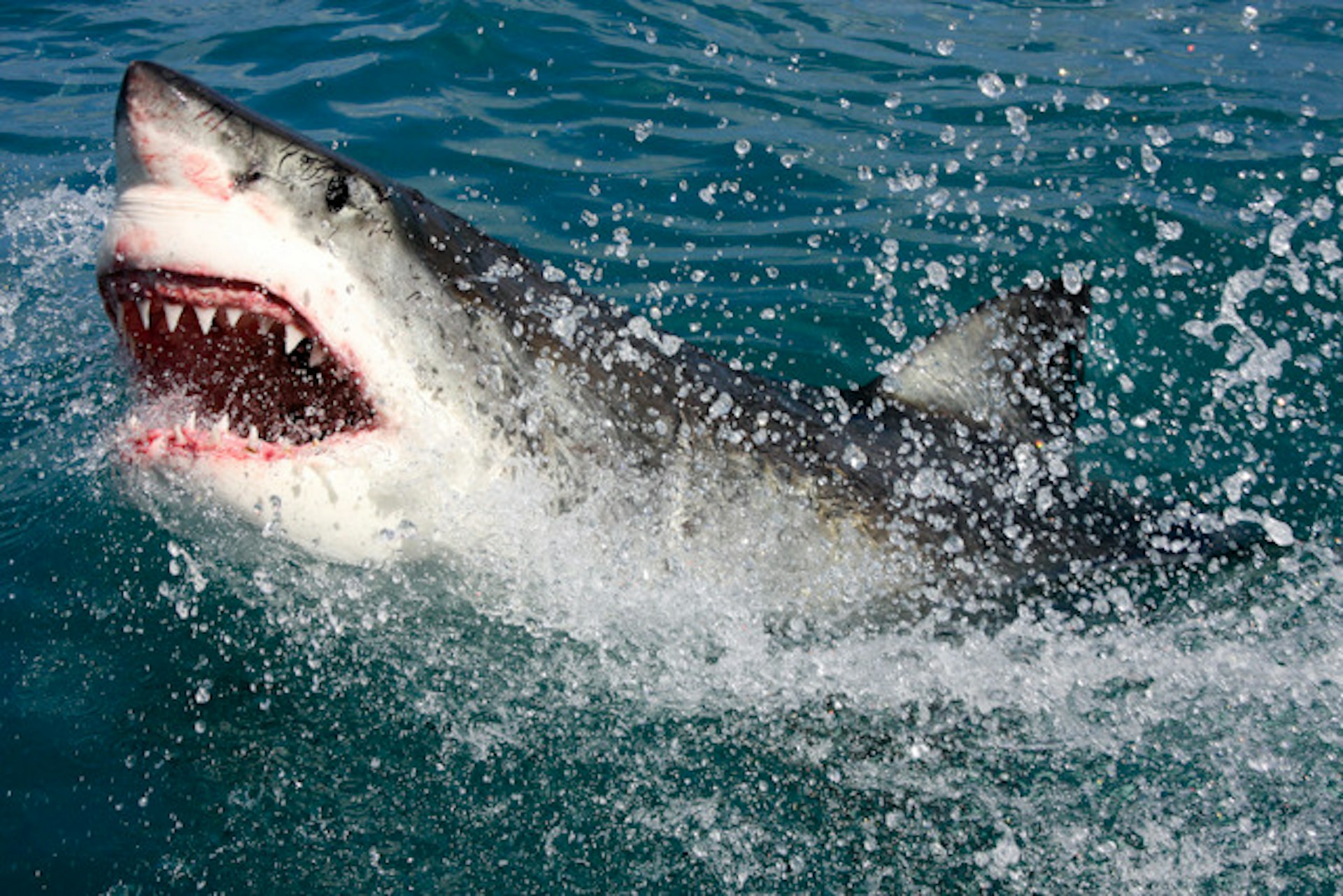 Great white shark with open mouth breaches water