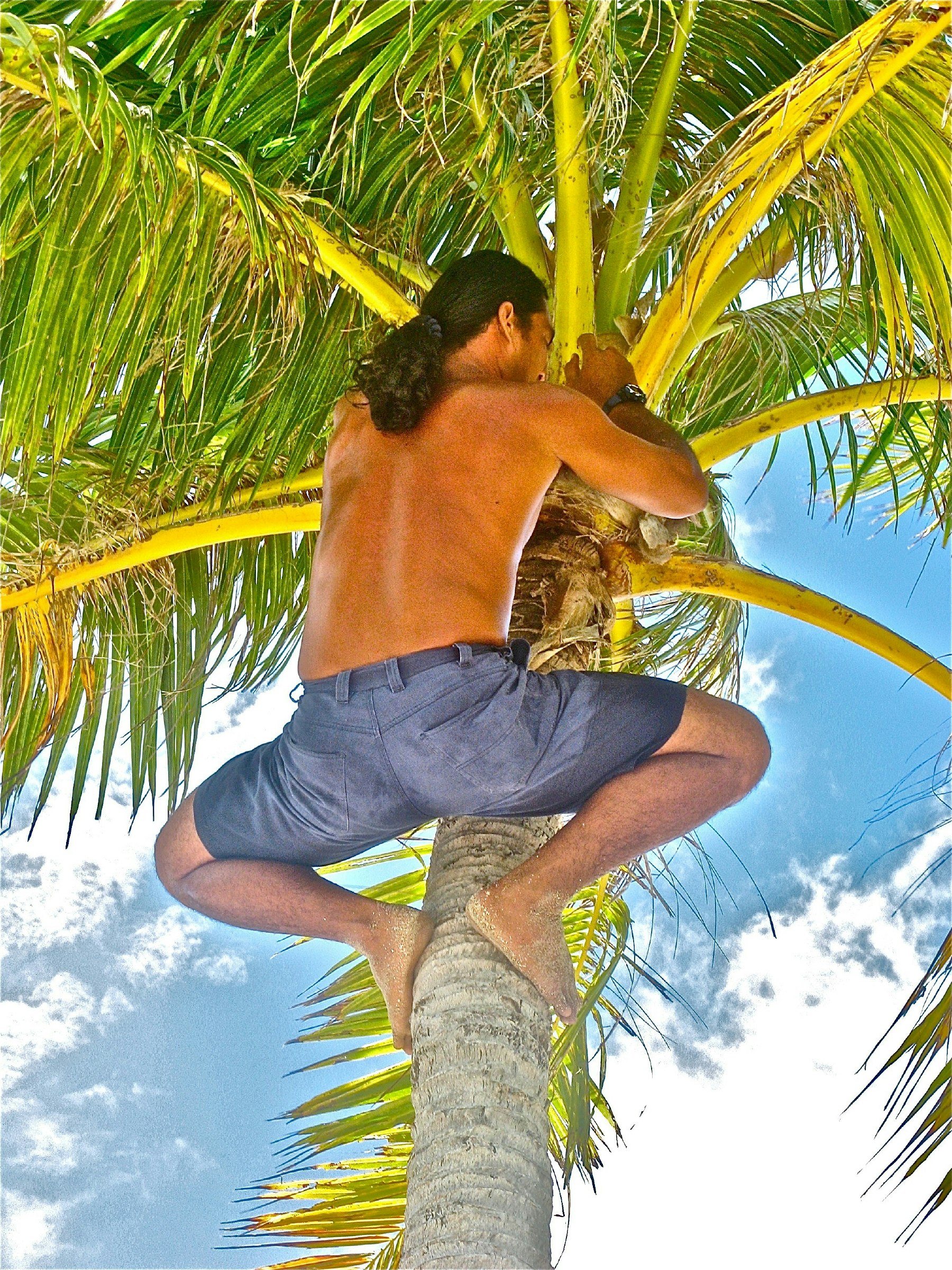 A Tahitian man climbs a palm tree to collect coconuts