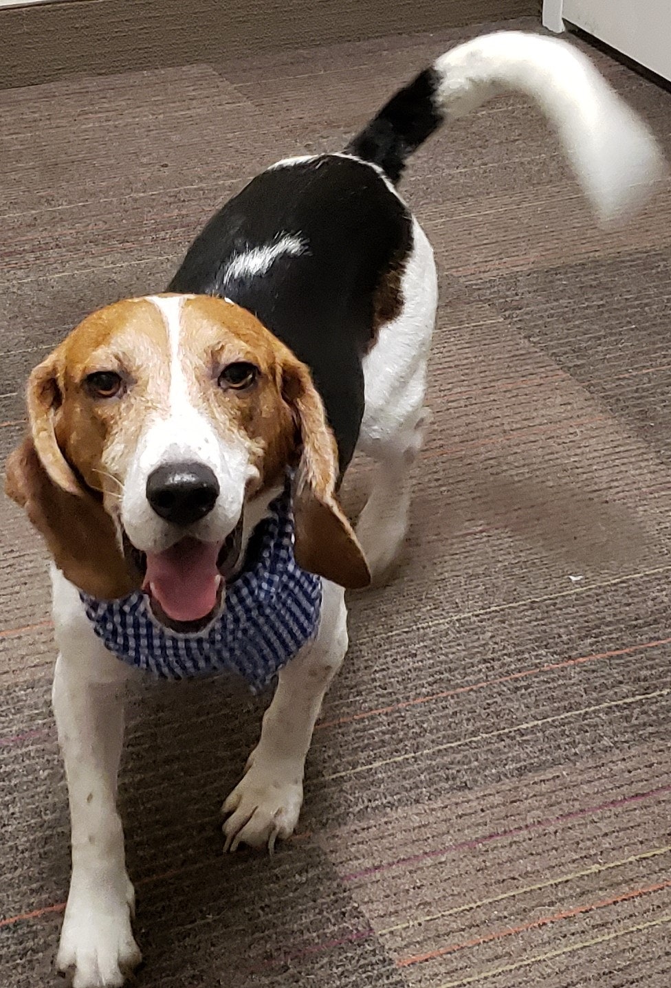 Buddy the Dog at Home2 Suites