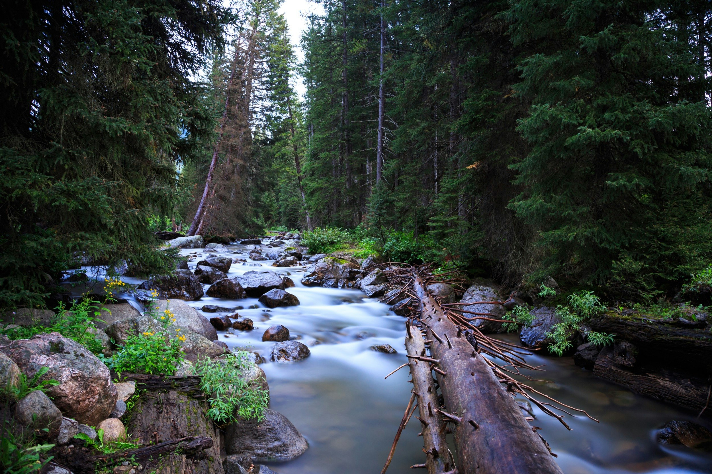 Fallen trees stretch across a gently tumbling river in a forest near Portland Oregon marked by rain and wildflowers
