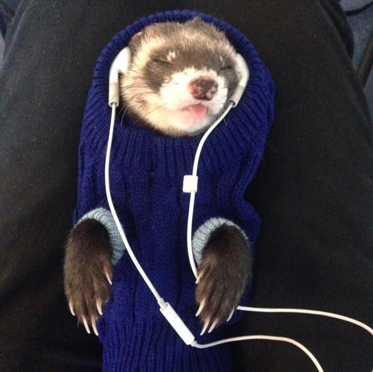 Bandit the ferret listening to some music 