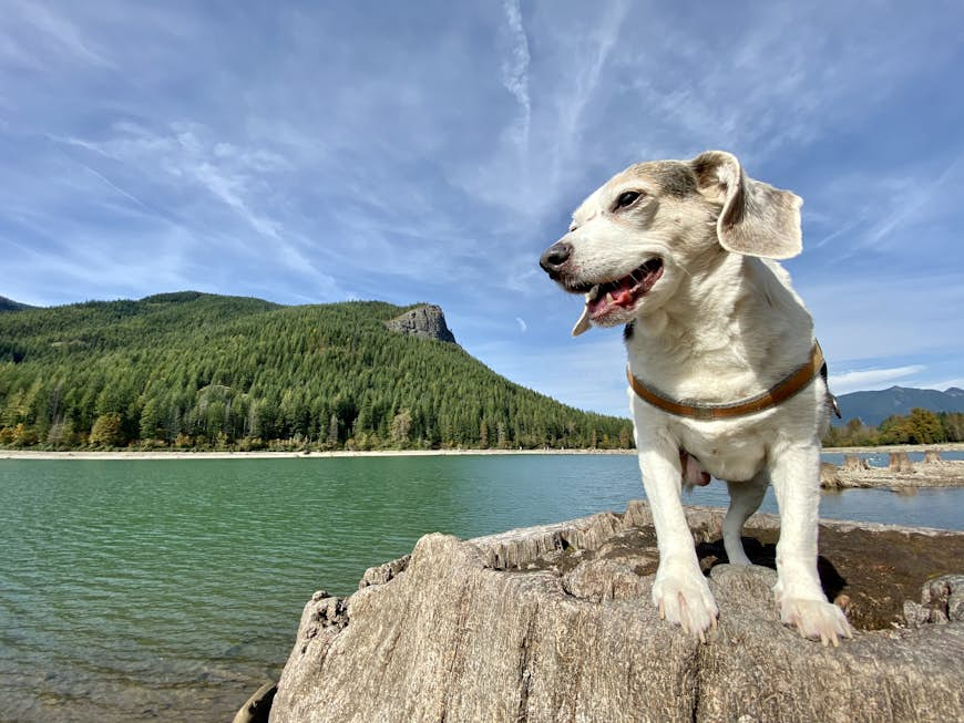 Best dog-friendly adventures in the USA - Lonely Planet