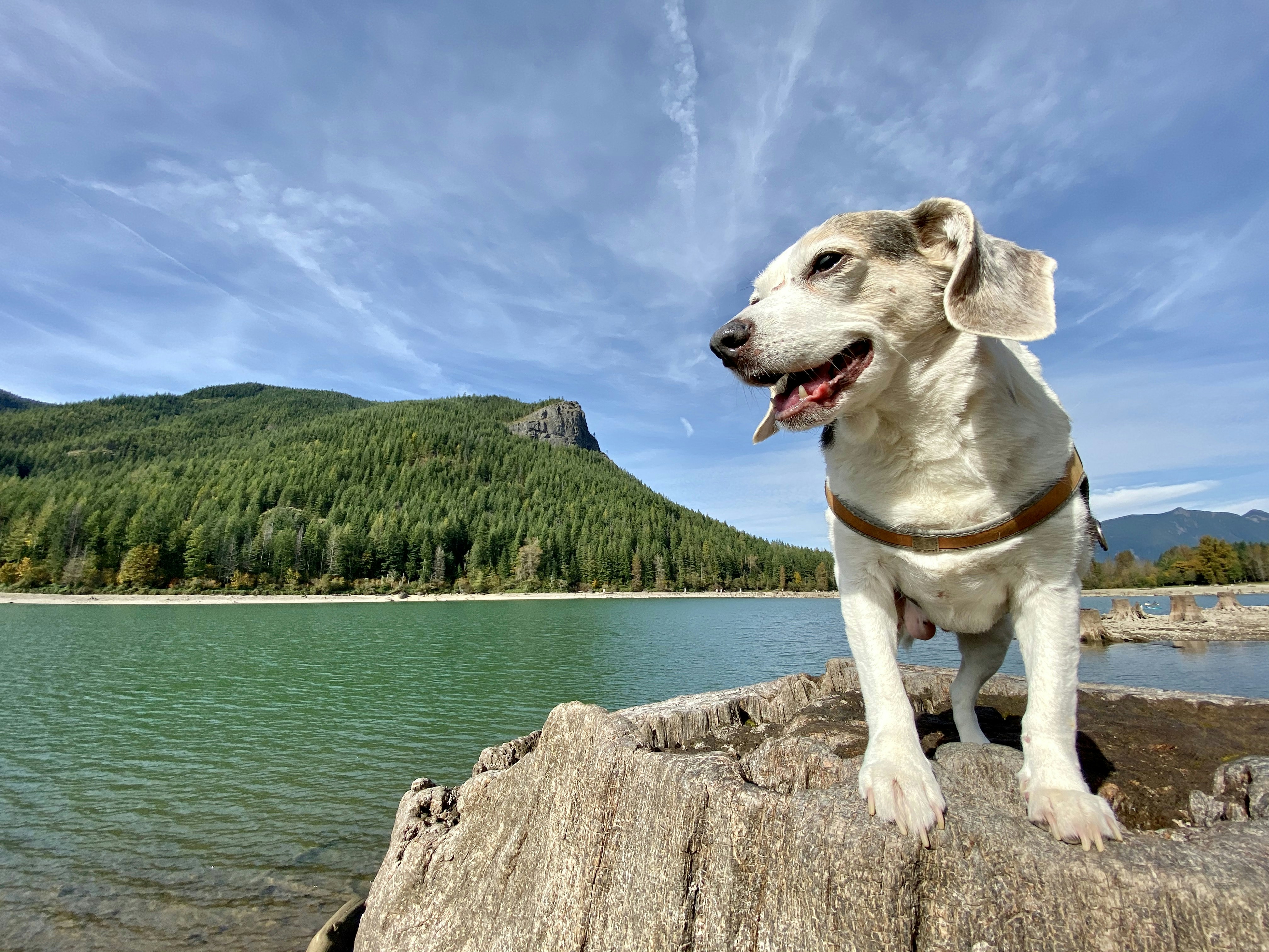 A dog stands by a lake near Baring, Washington