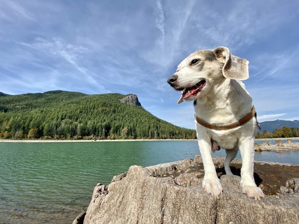 Best dog-friendly adventures in the USA - Lonely Planet