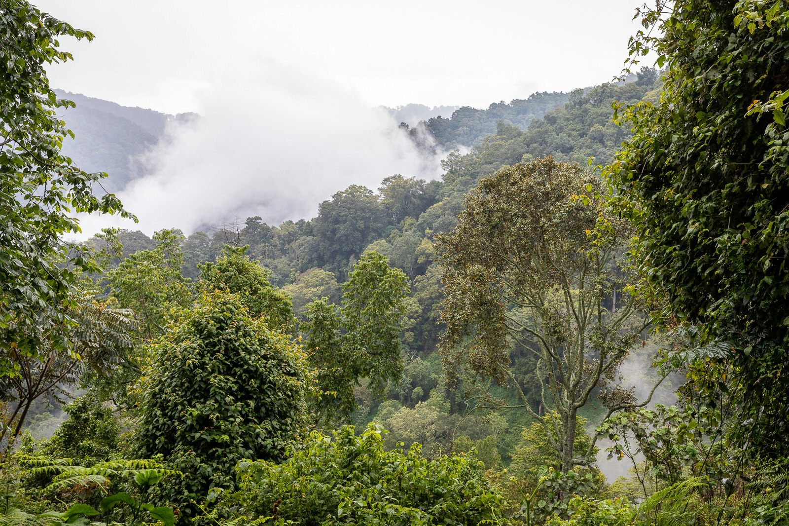 Low clouds hang above a hilly section of rainforest.