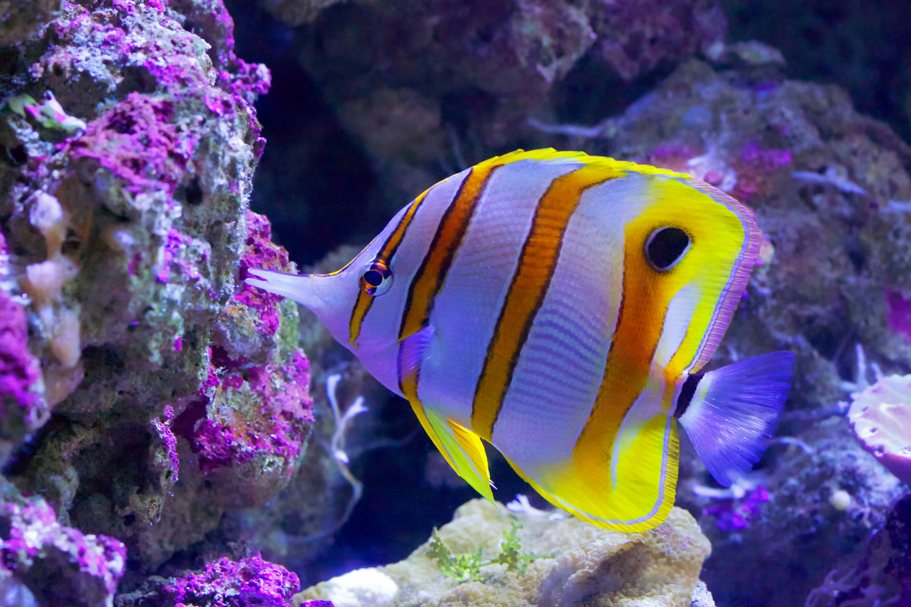A yellow and white beaked Coralfish swims at Great Barrier Reef in Australia