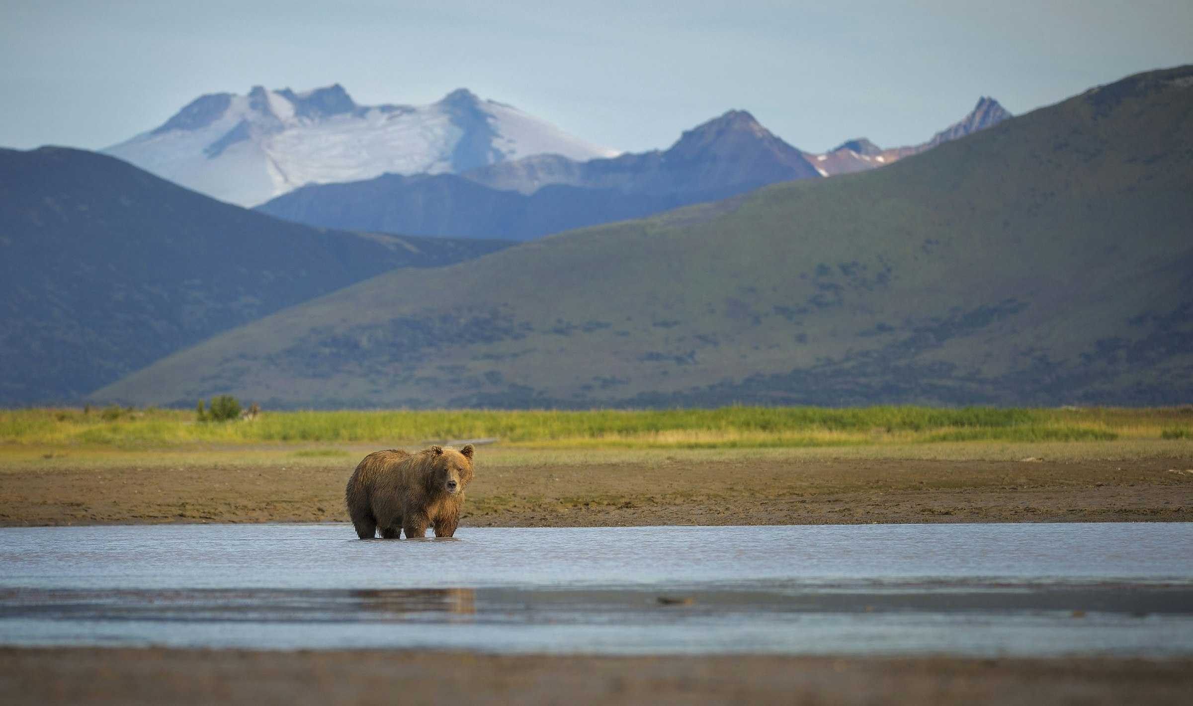 A coastal brown bear stands in a creek in Katmai National Park and Preserve, Alaska.