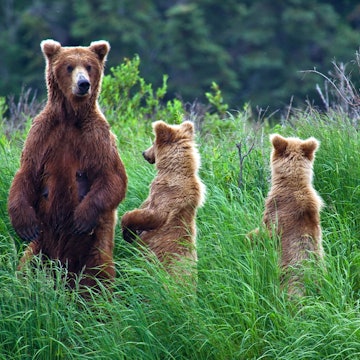 Bear with cubs.jpg