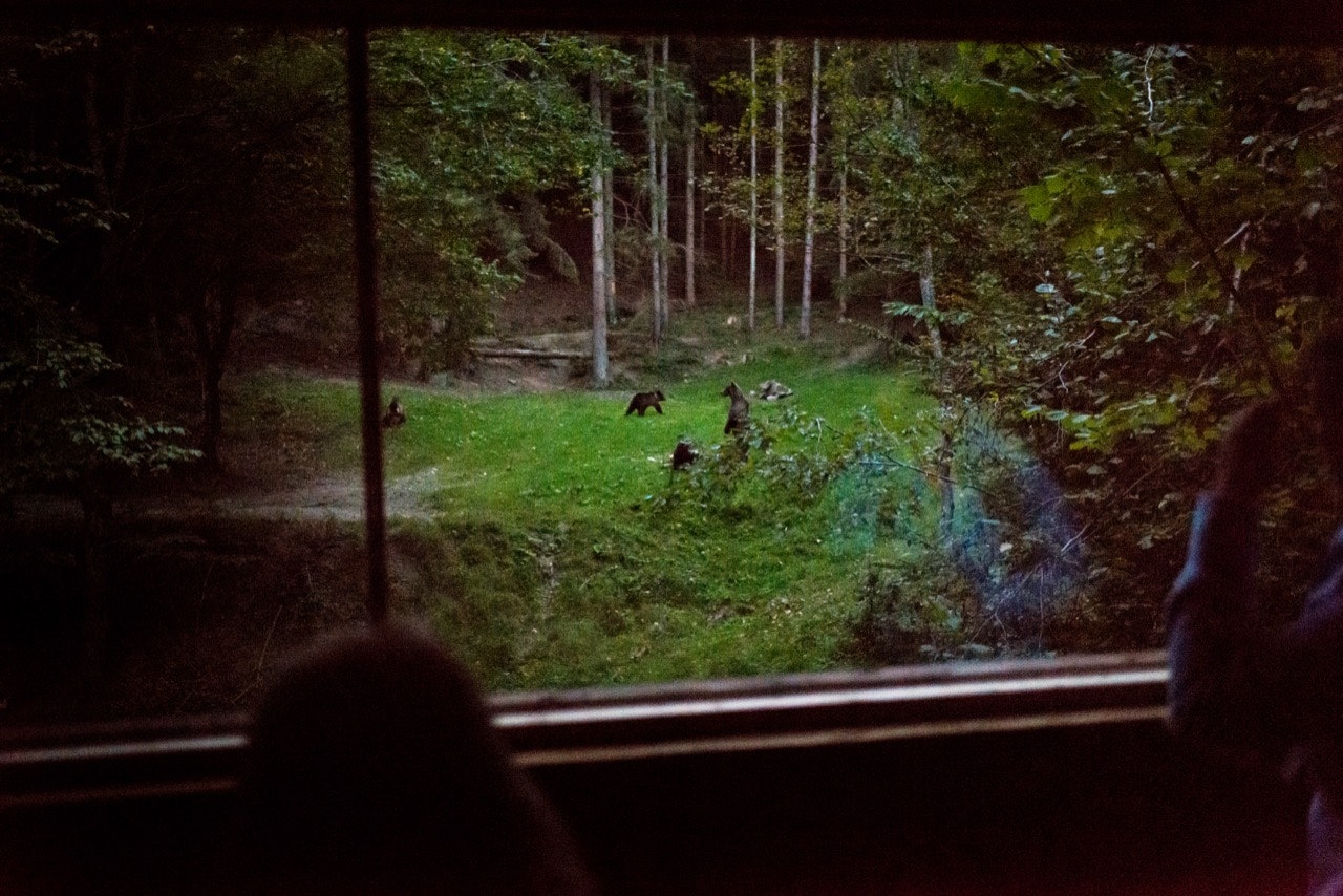 People watching bears from a blind in Brasov, Romania