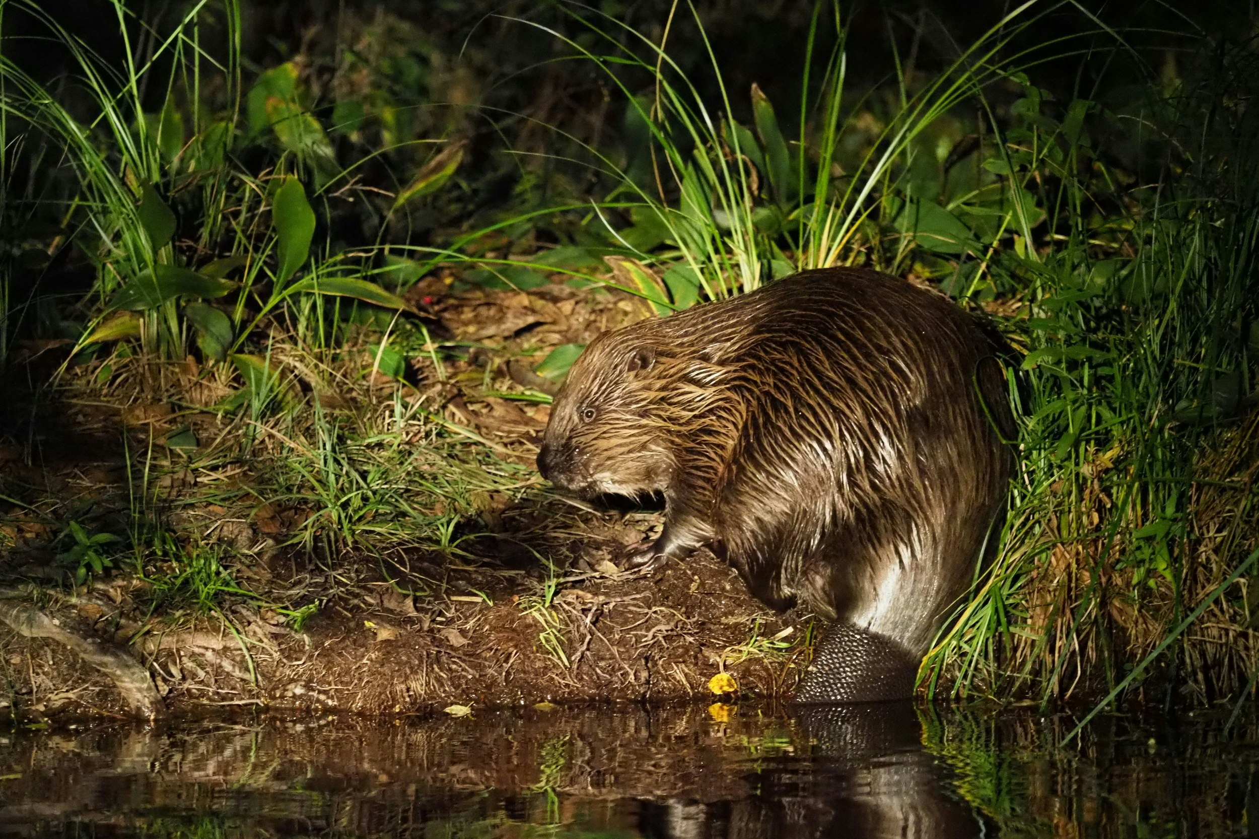 A wet beaver huddles on the shore of a lake near long grass and chews on some wood; it is dark, but the animal is lit up with a spot light.