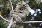 An adult and a young three-toed-sloth in a tree