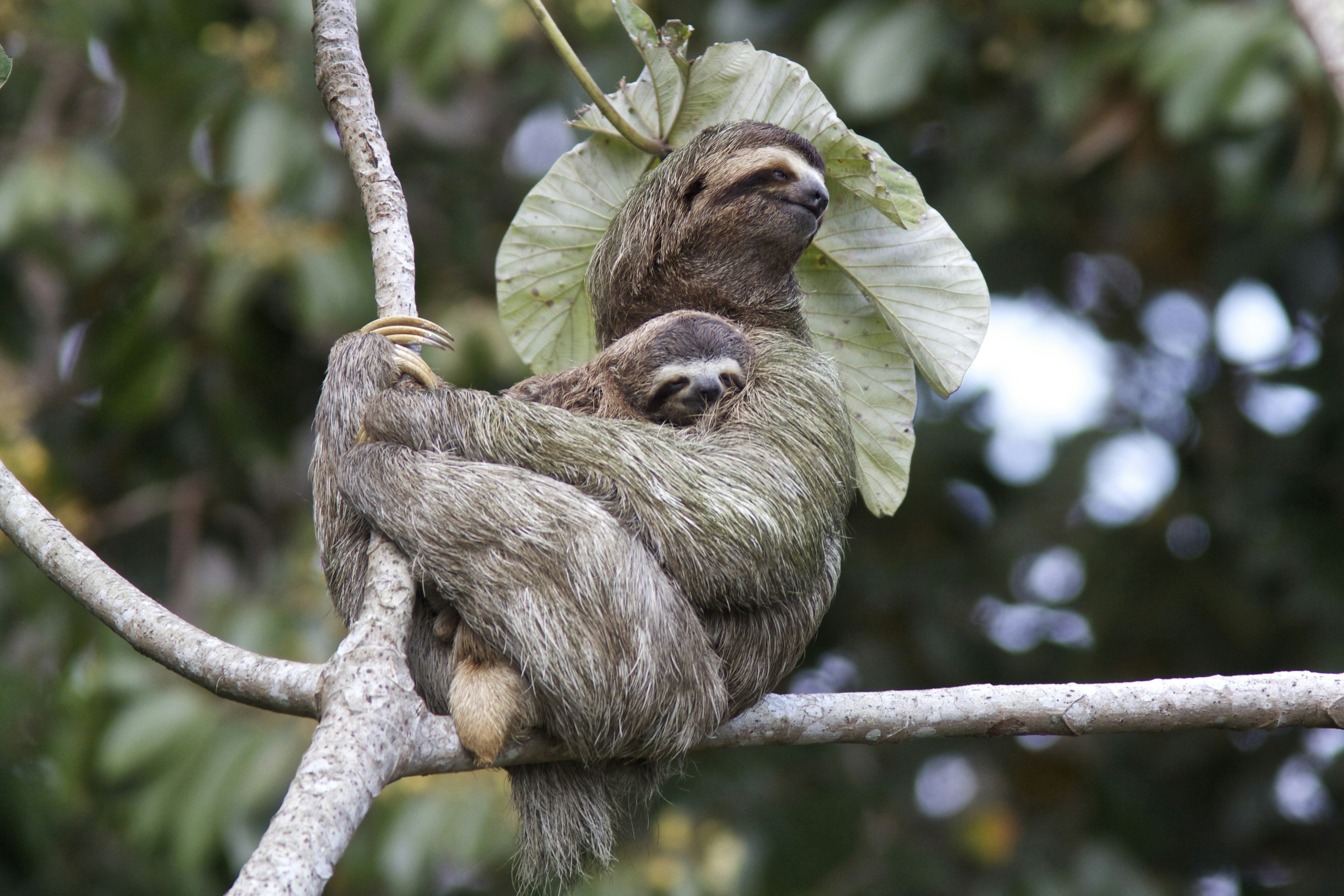 An adult and a young three-toed-sloth in a tree